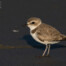 Western Snowy Plover in San Francisco