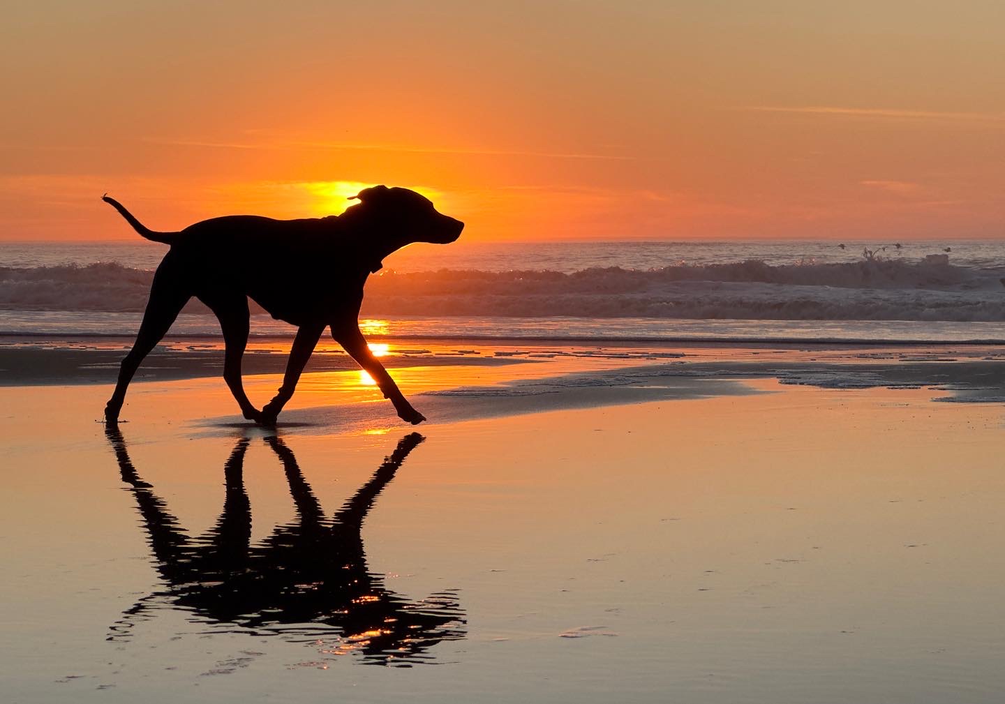 Dog Silhouette at Sunset on Ocean Beach San Francisco