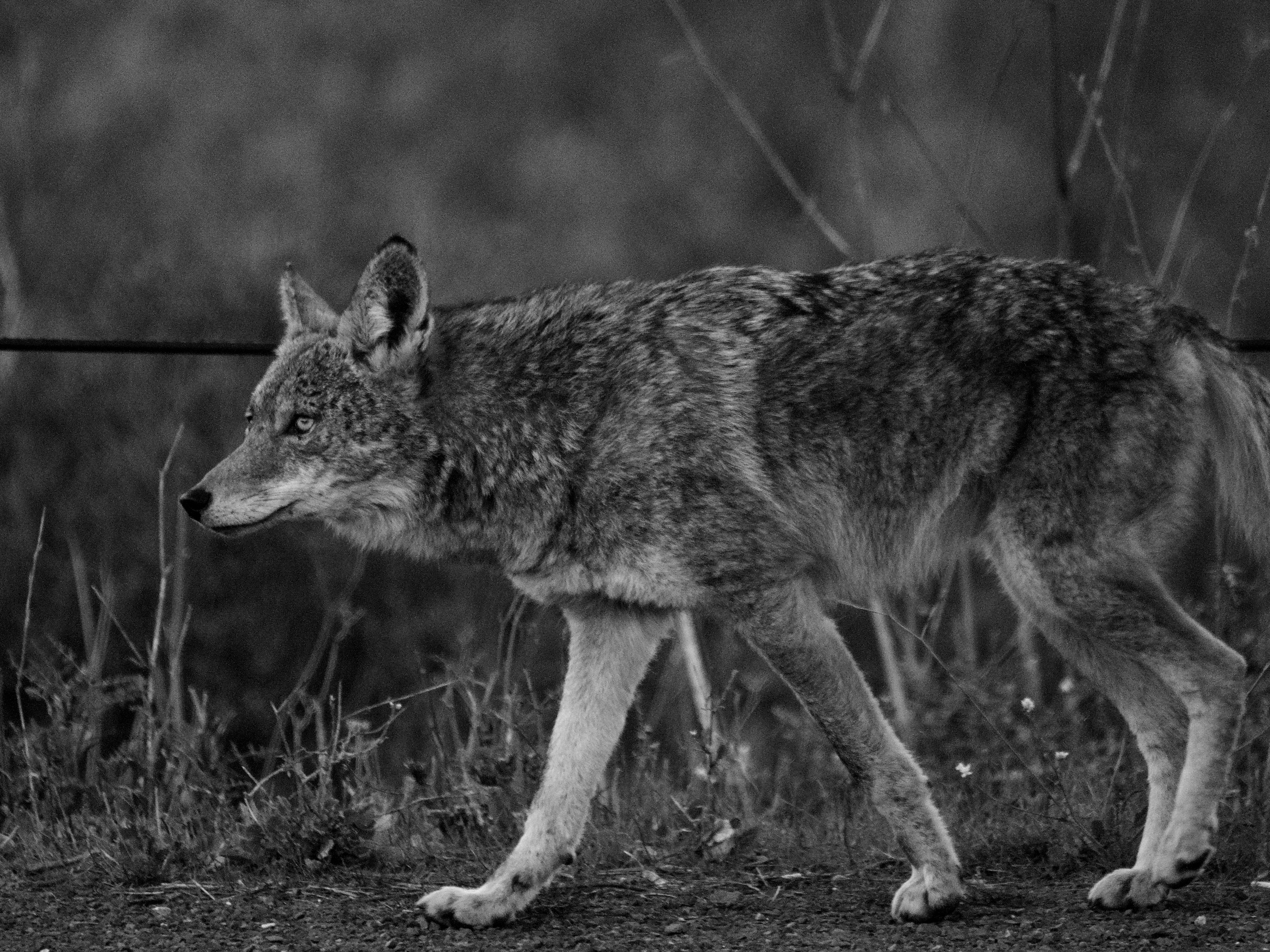 Coyote Walking Along Fence