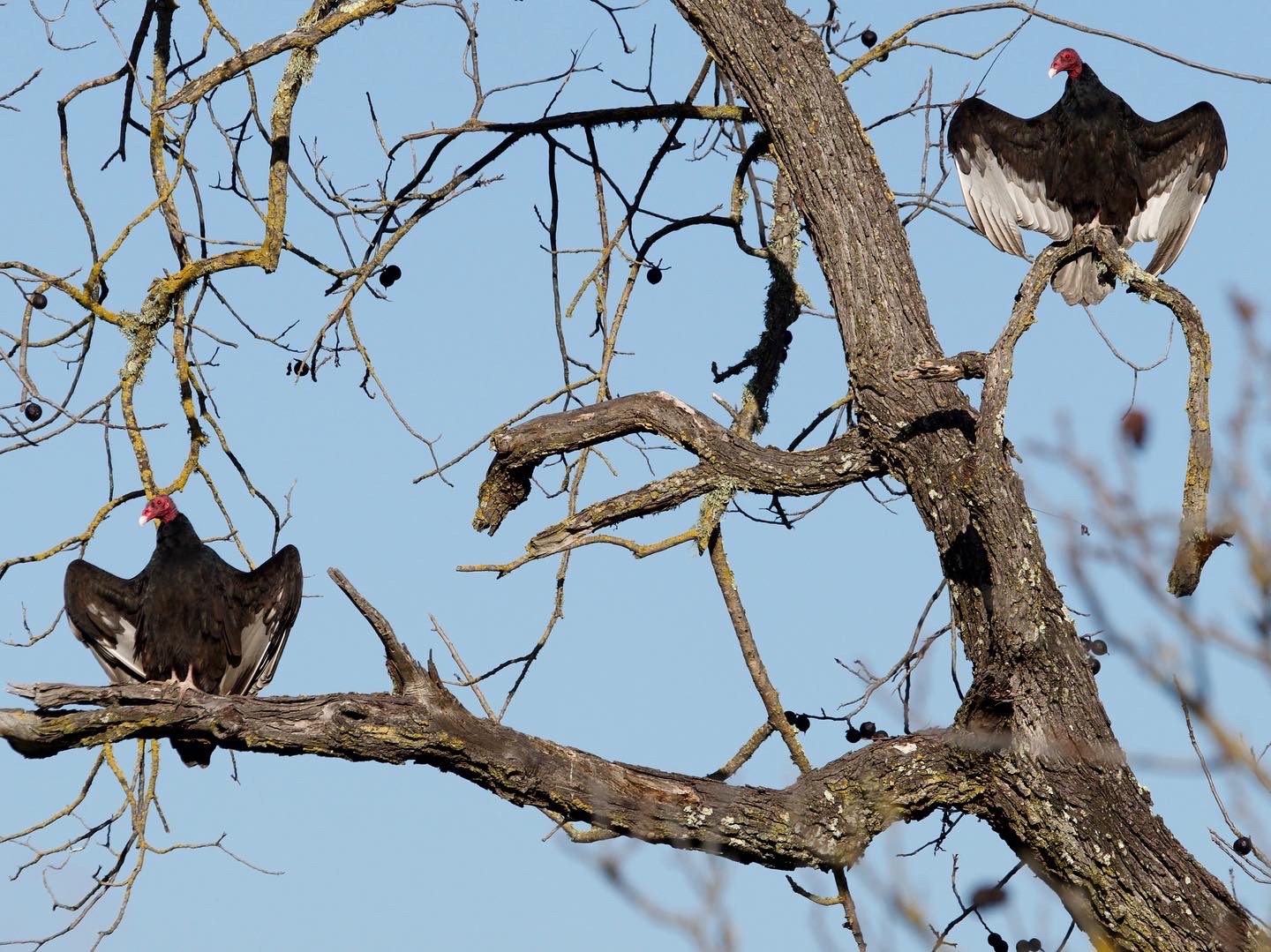 Turkey Vultures Roosting in Tree at Olompali State Park
