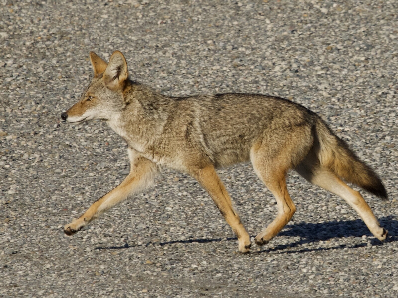 Bay Area Coyote Crossing Hiking Trail