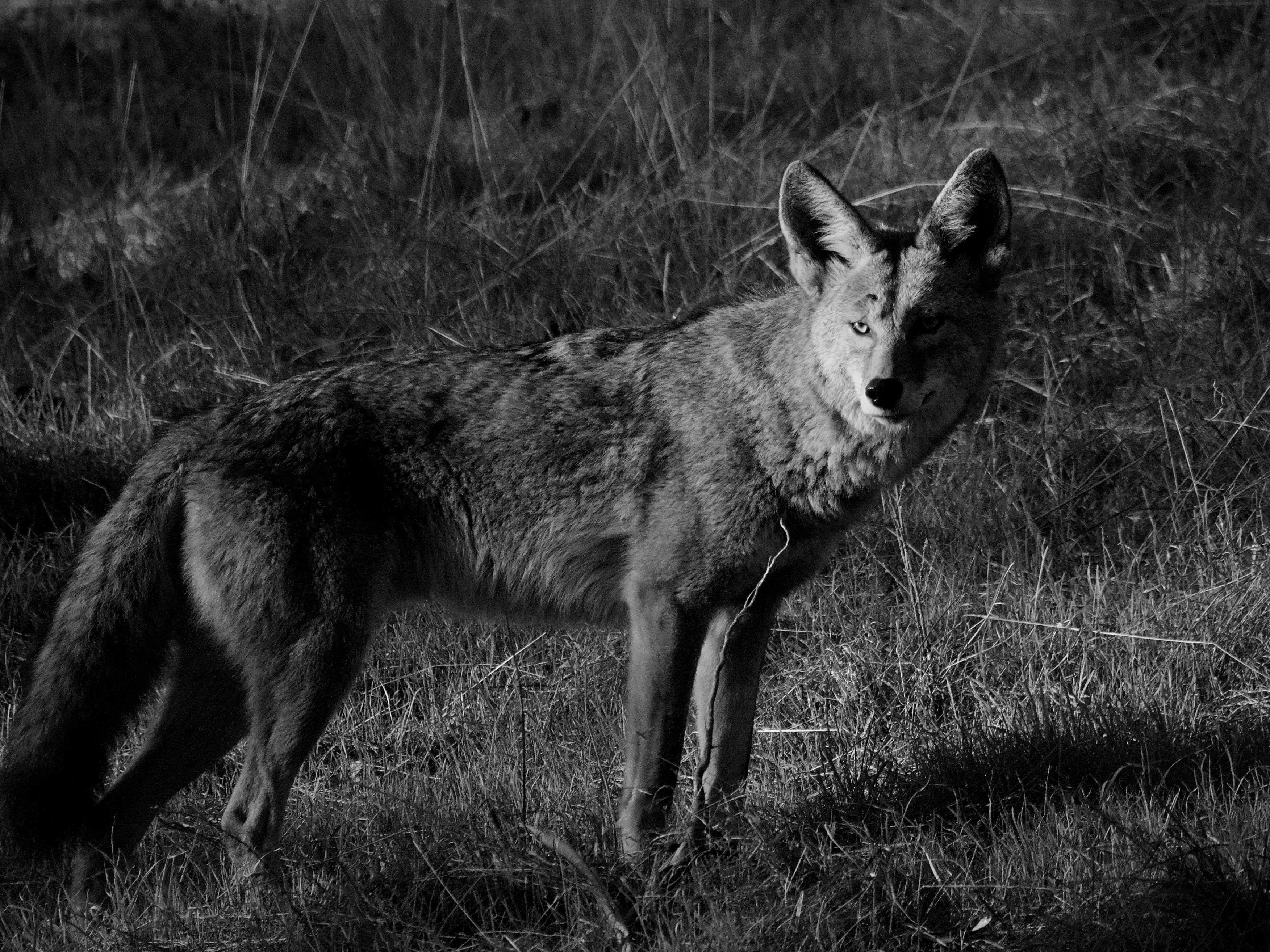 Coyote in Waning Light