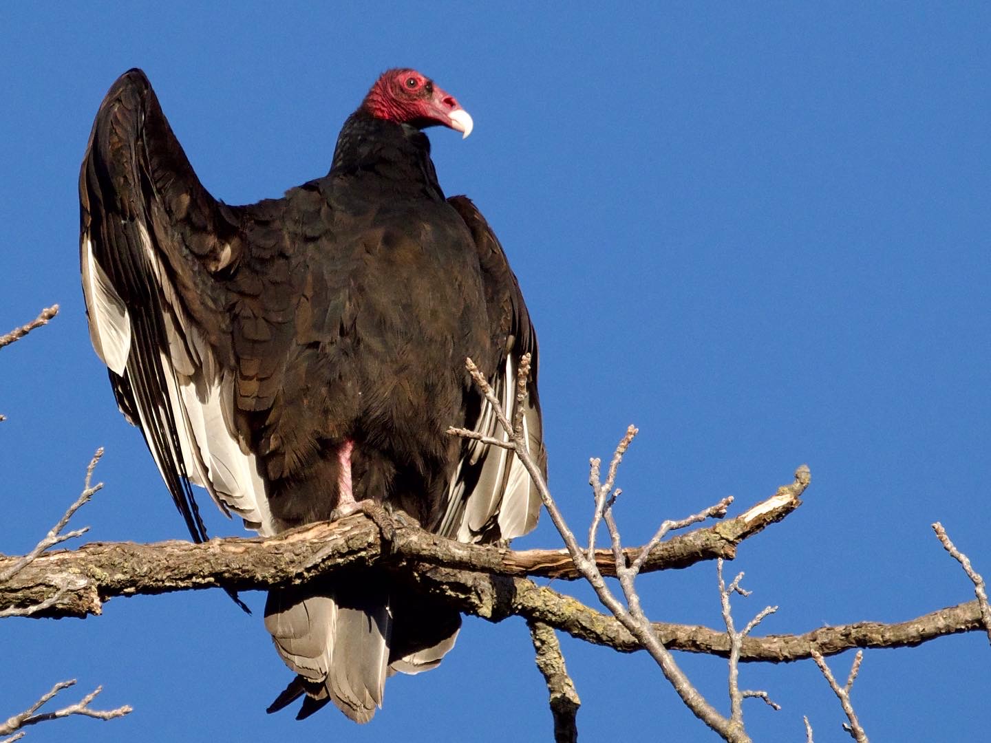 Turkey Vulture Preening in Tree