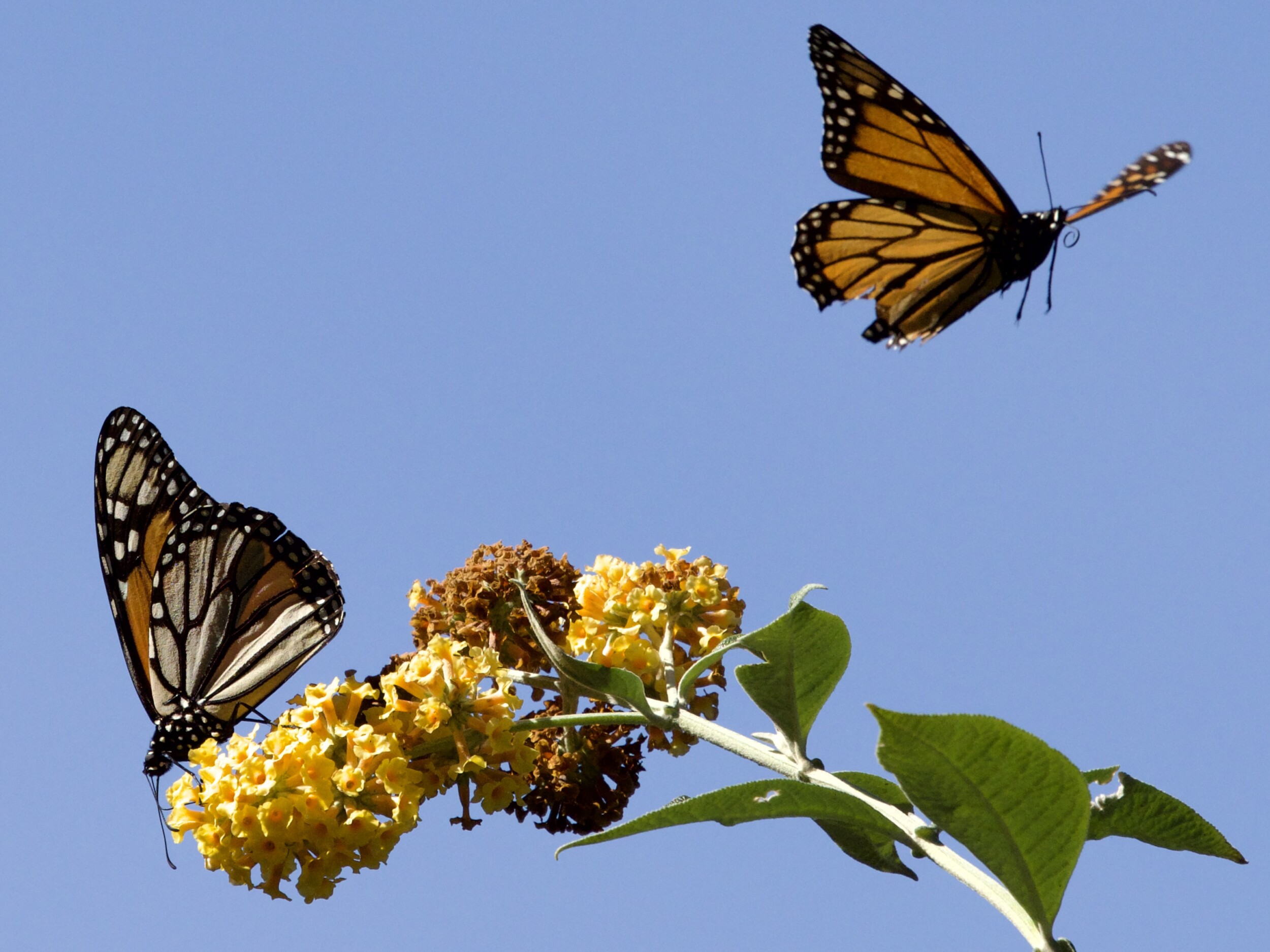 Monarch Butterfly on Butterfly Bush in Pacific Grove