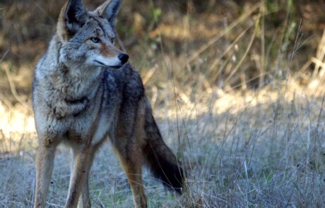 Coyote in Marin County