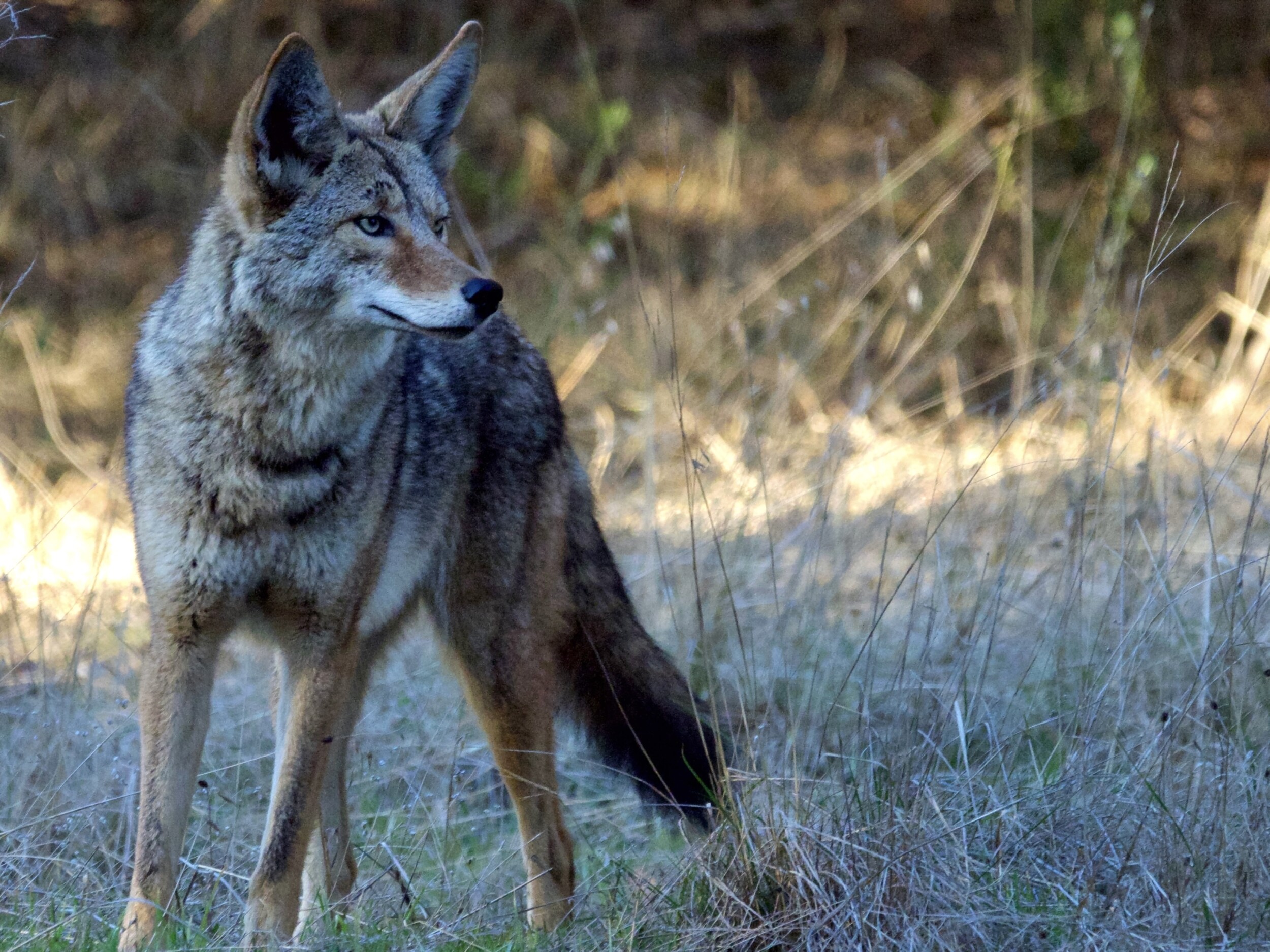 Coyote in Marin County
