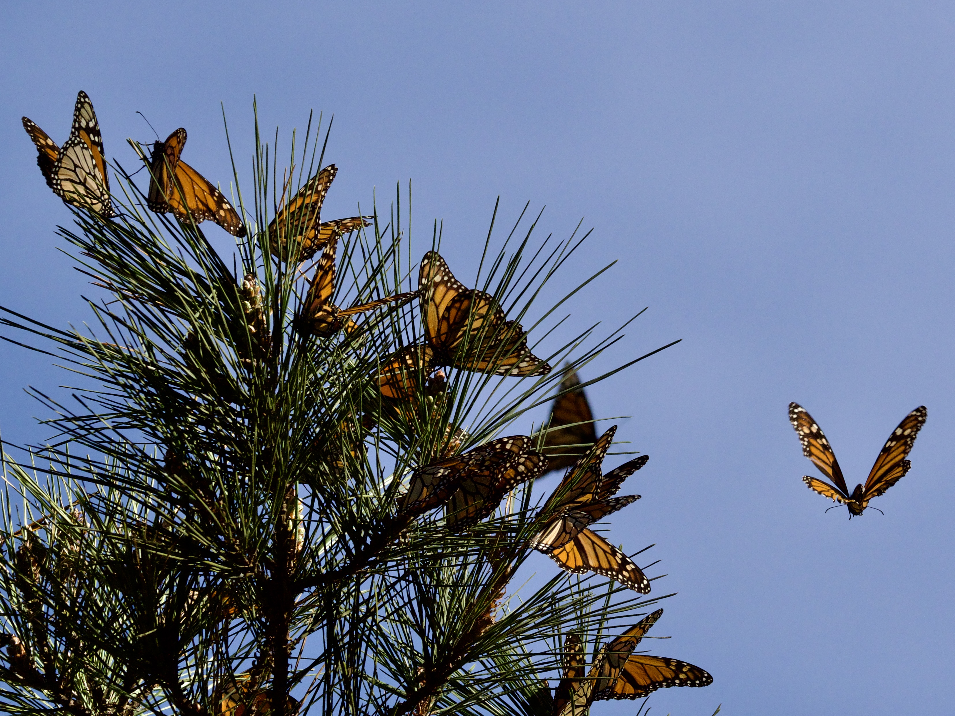 Western Monarch Butterflies in Pacific Grove California