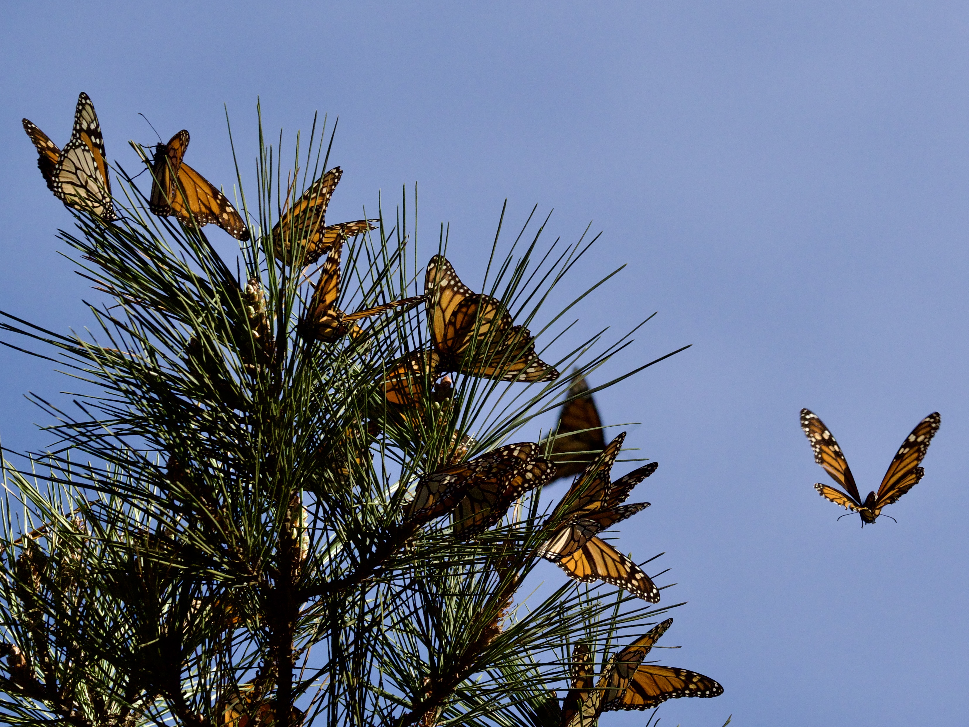 BTFL21 – Western Monarch Butterflies in Pacific Grove California Western Monarch Butterflies in Pacific Grove California