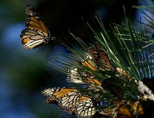 11,000 Monarchs in Pacific Grove