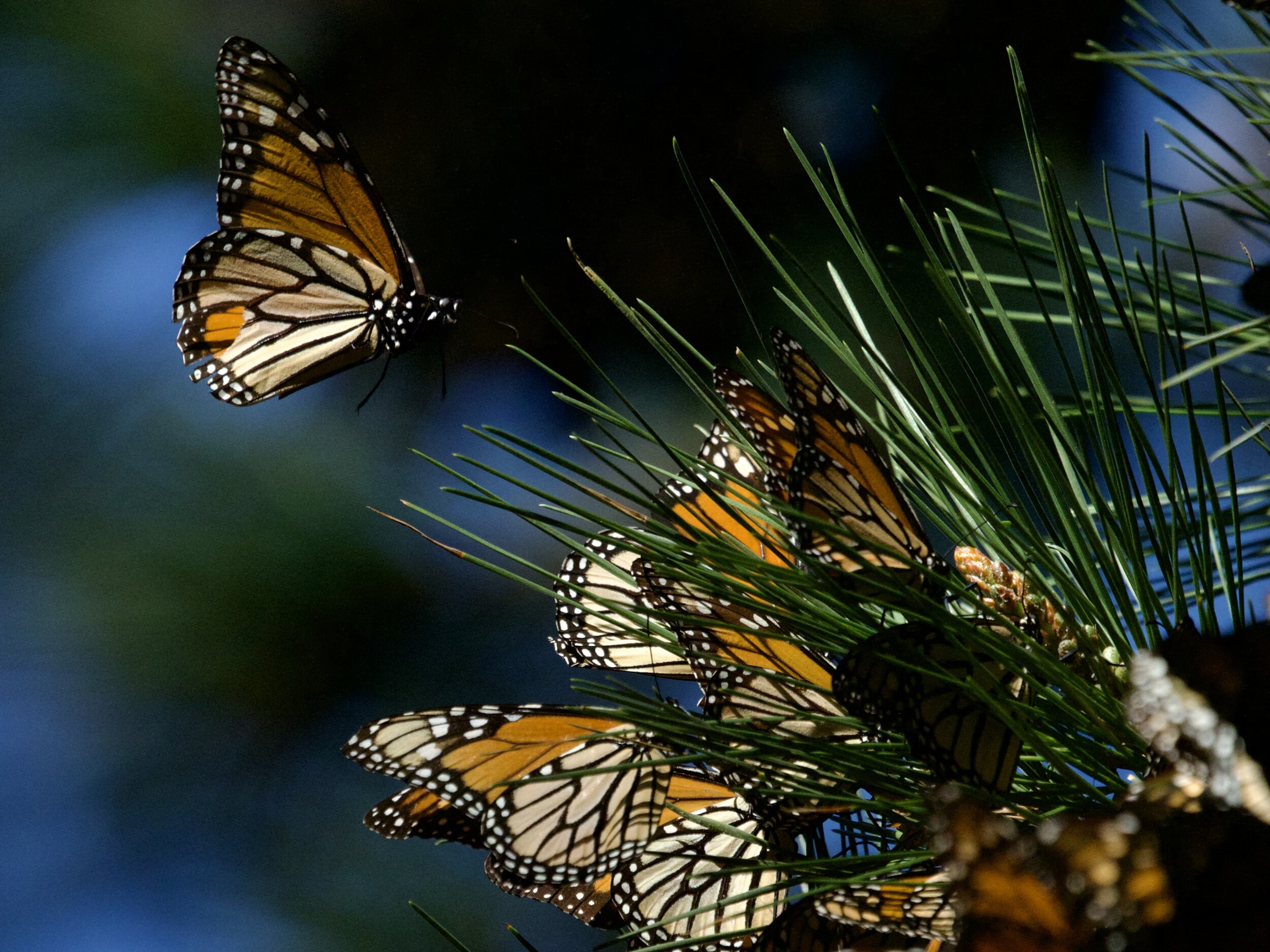 Monarchs in Pine Tree at Pacific Grove Monarch Sanctuary