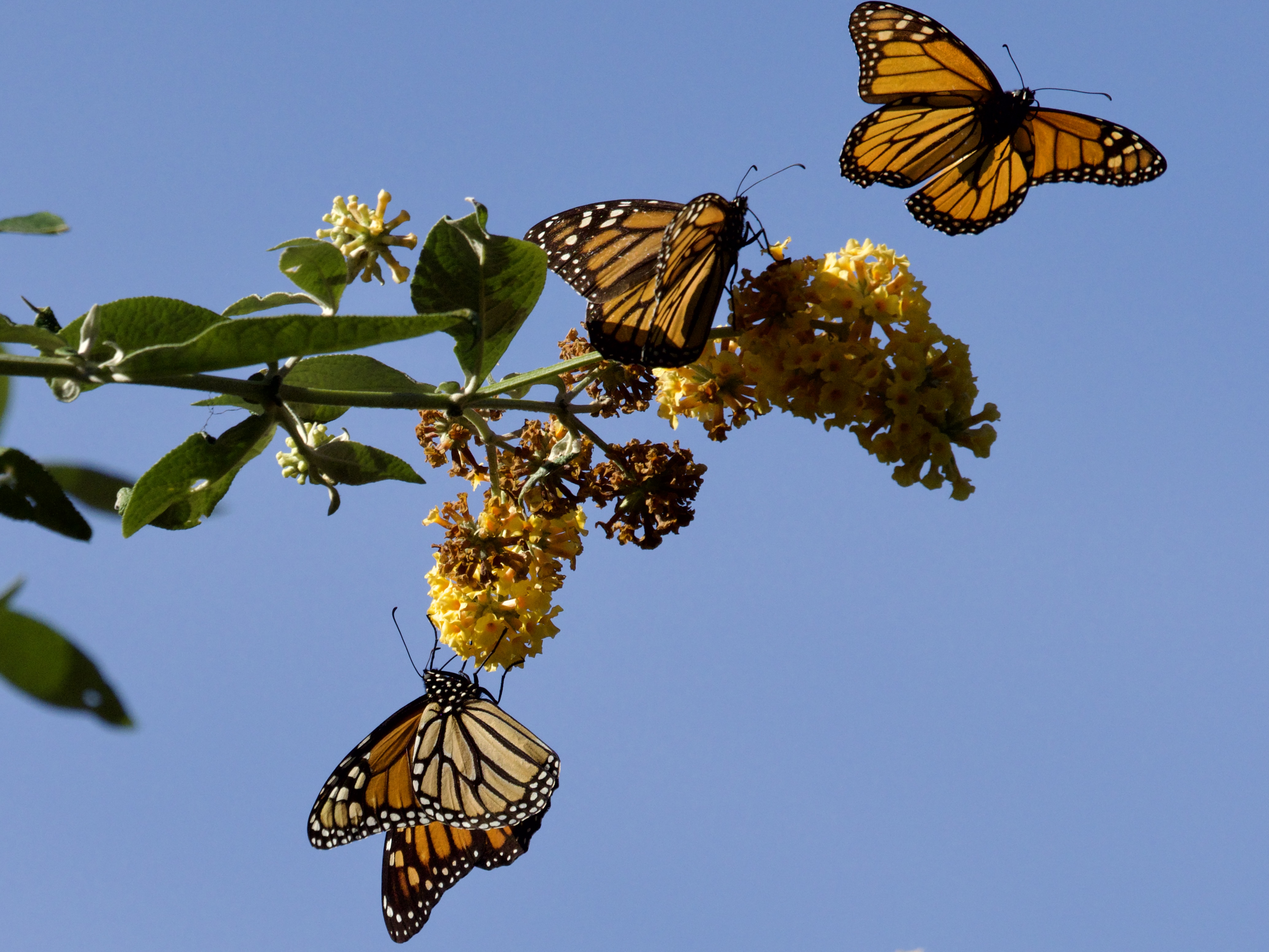 Monarchs on Yellow Butterfly Bush