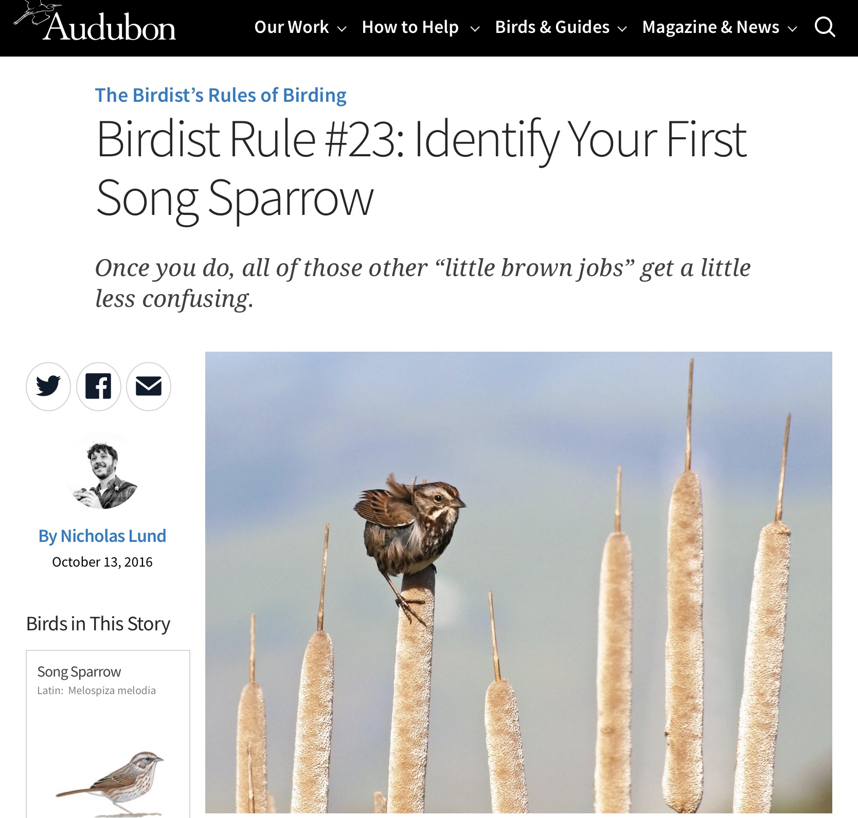 Audubon - Song Sparrow