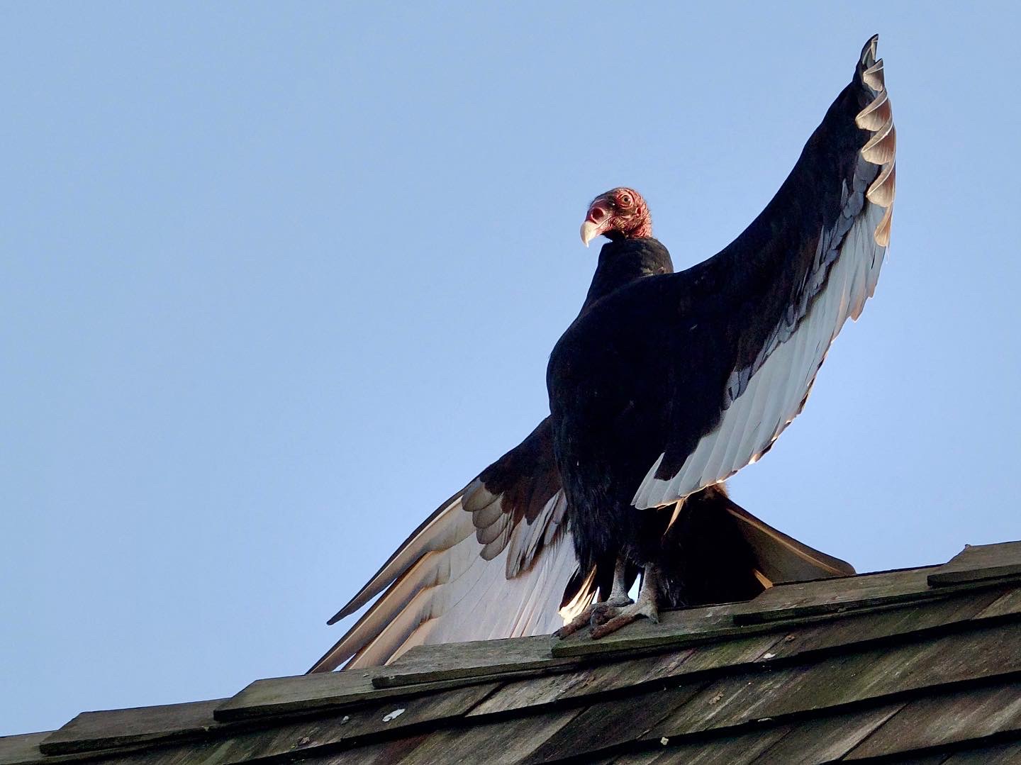 Turkey Vulture Roosting on Rooftop