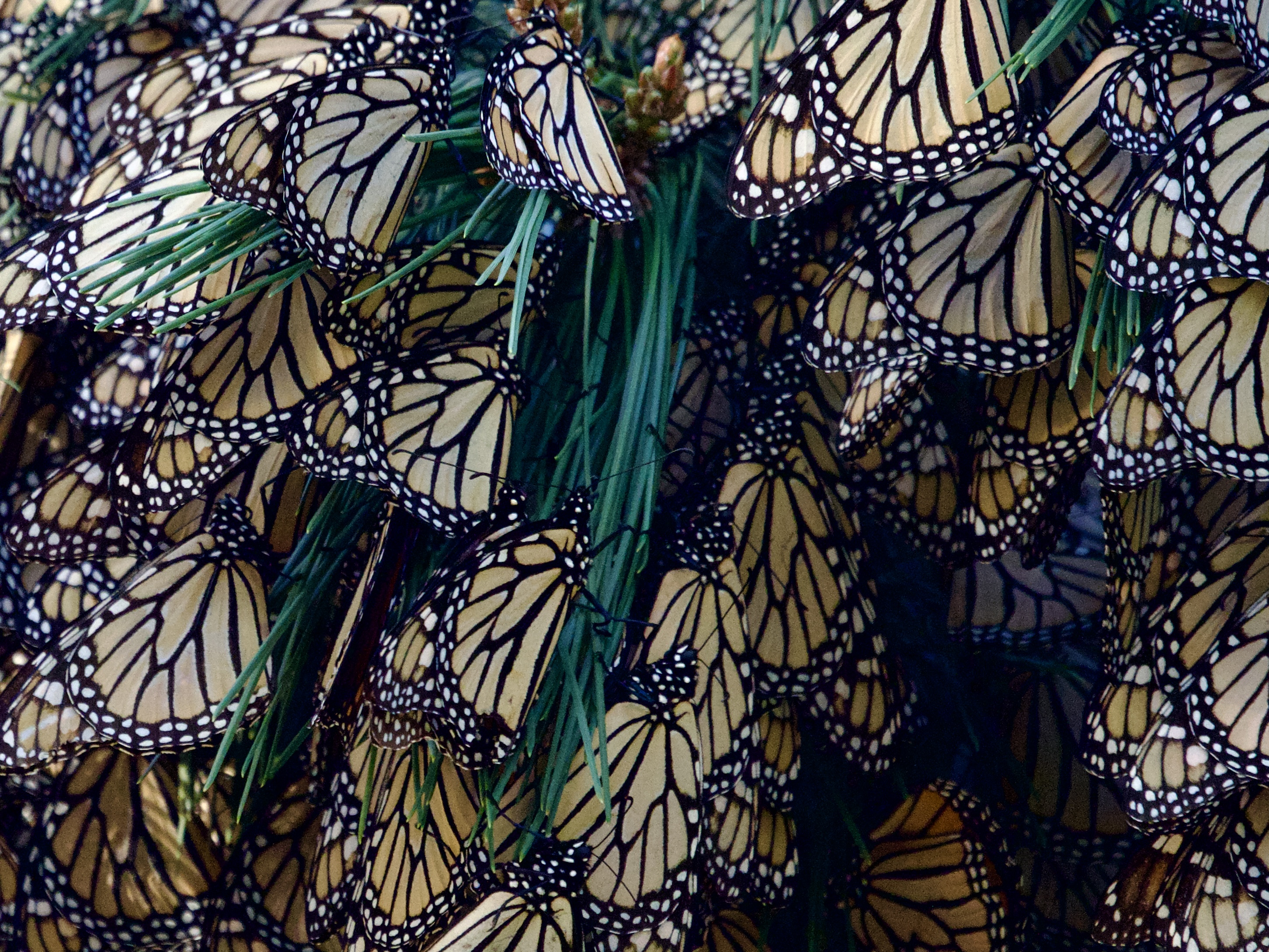 Monarch Butterfly Cluster in Pacific Grove