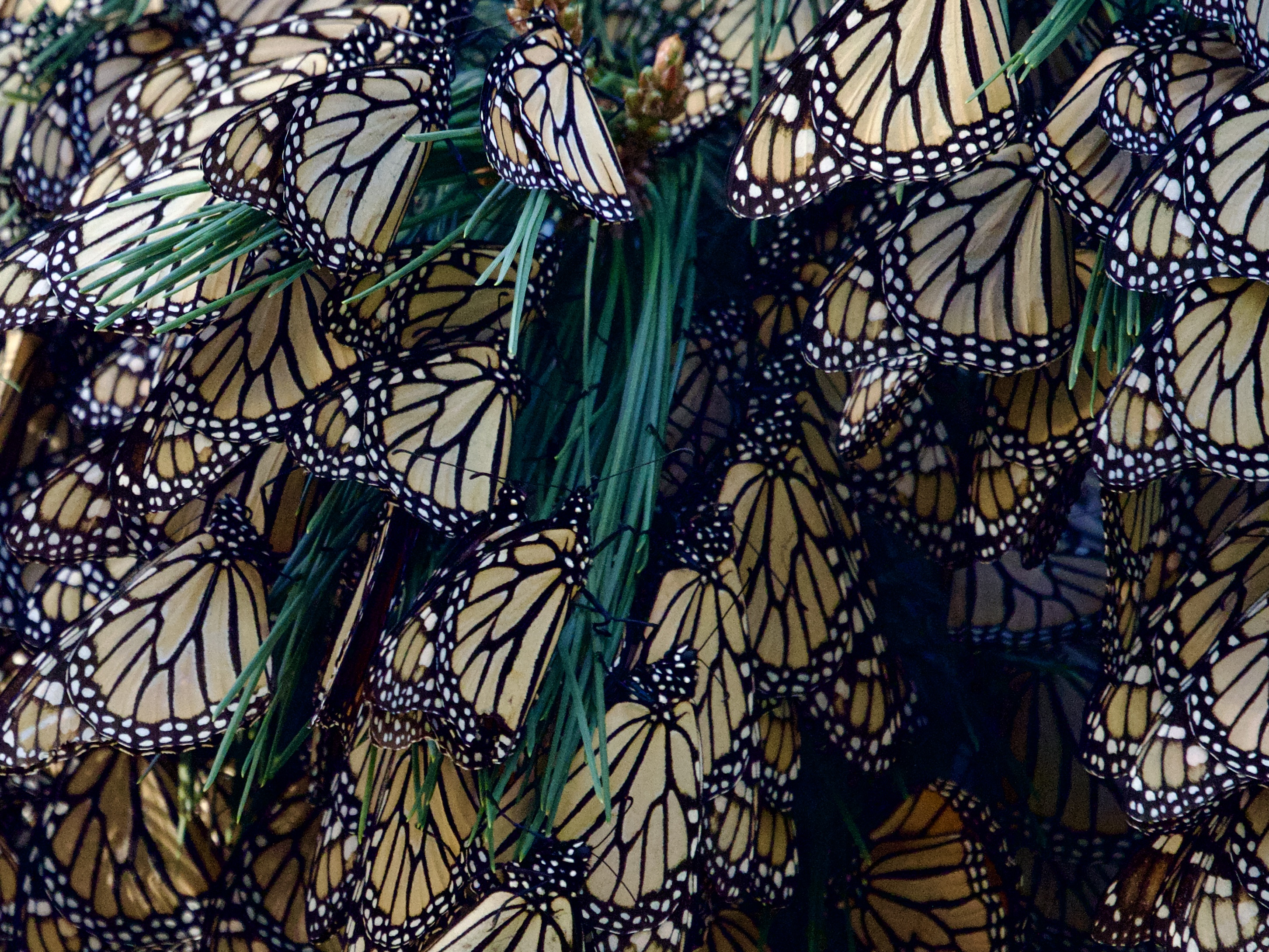 BTFL19 – Monarch Butterfly Cluster in Pacific Grove Monarch Butterfly Cluster in Pacific Grove