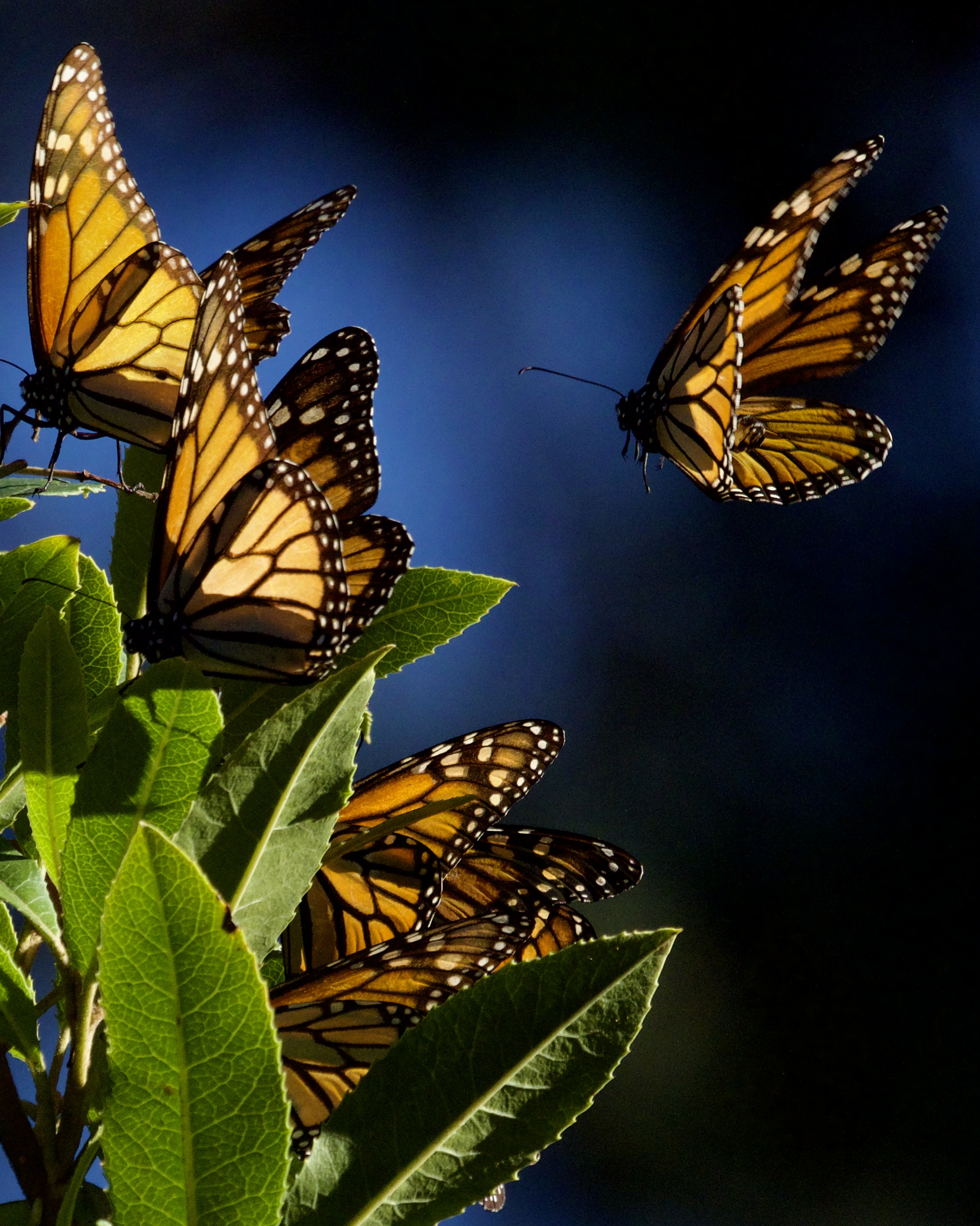 Monarch Butterflies in Pacific Grove California