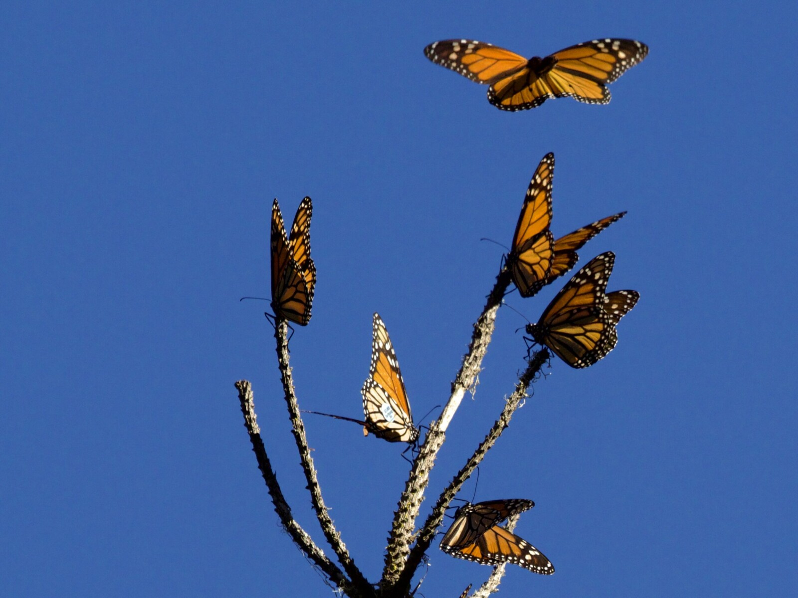 Monarch Butterflies on Branches in Pacific Grove California