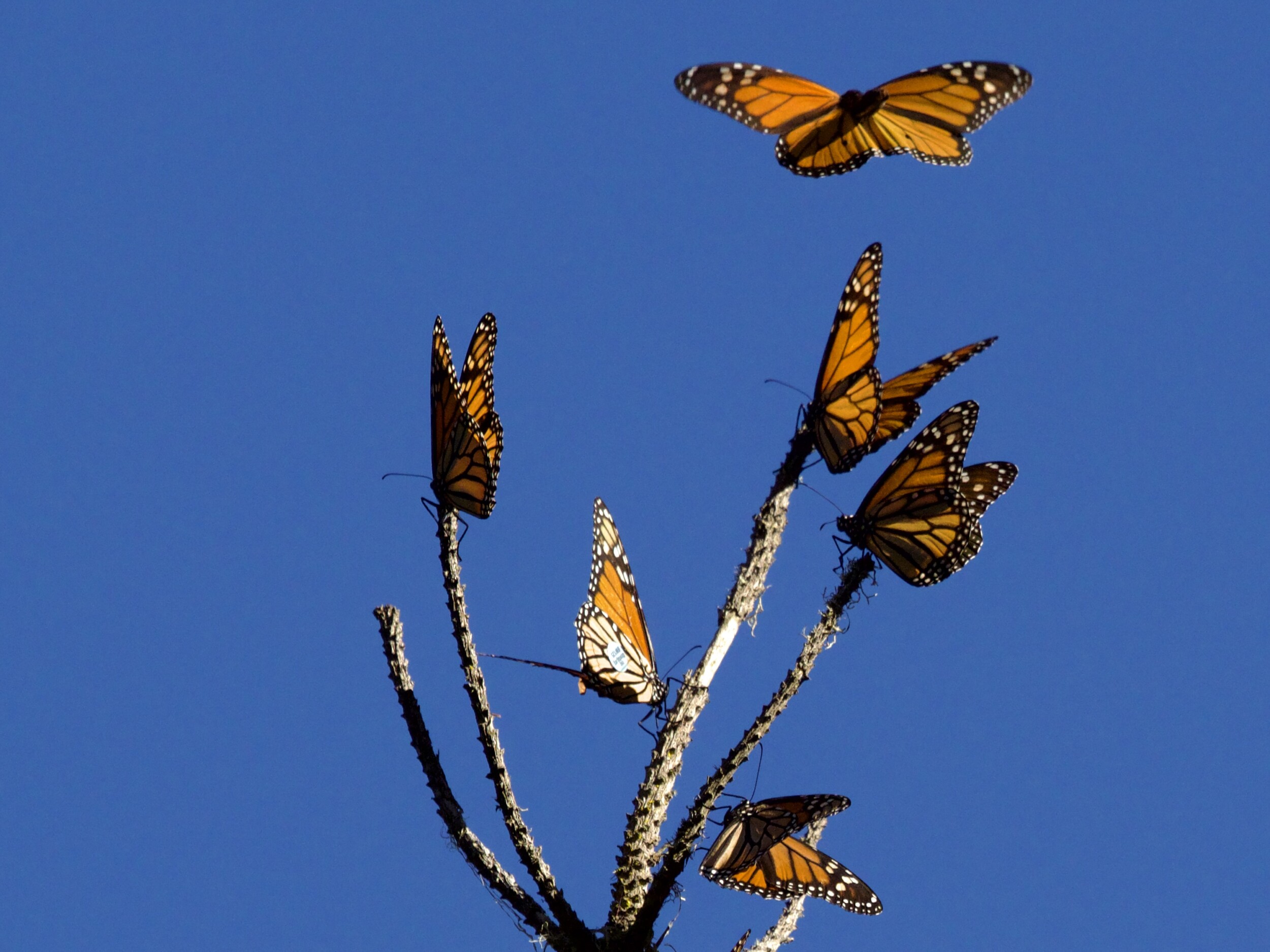 BTFL22 – Monarch Butterflies on Branches in Pacific Grove California Monarch Butterflies on Branches in Pacific Grove California