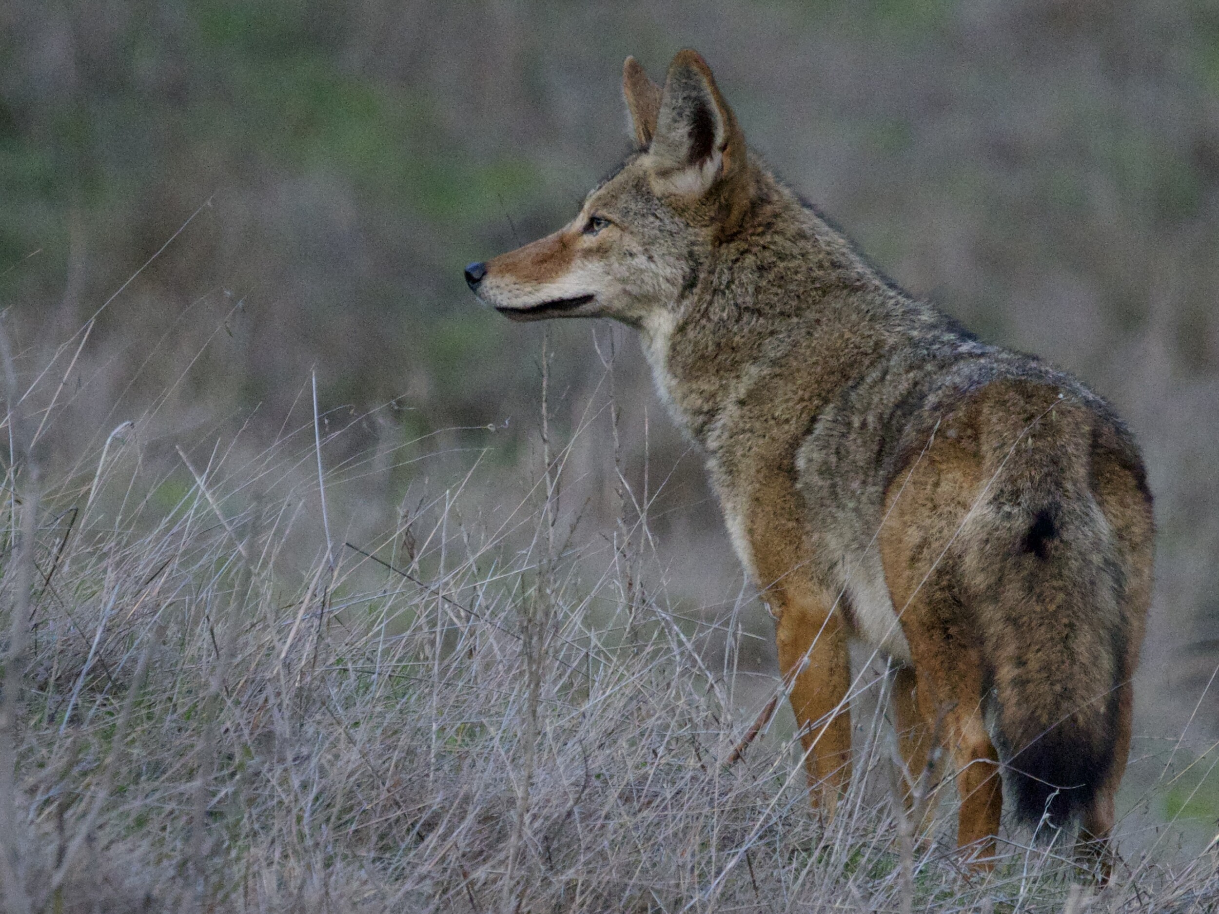 Coyote in Field