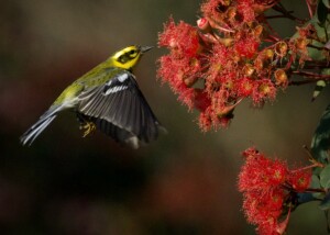 Townsend's Warbler at Corymbia gum tree