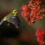 Townsend's Warbler at Corymbia gum tree