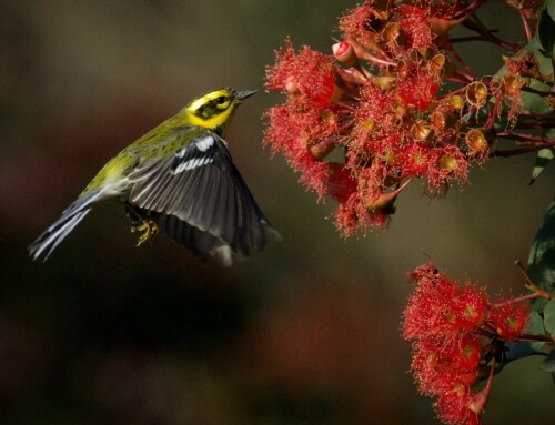 Warblers