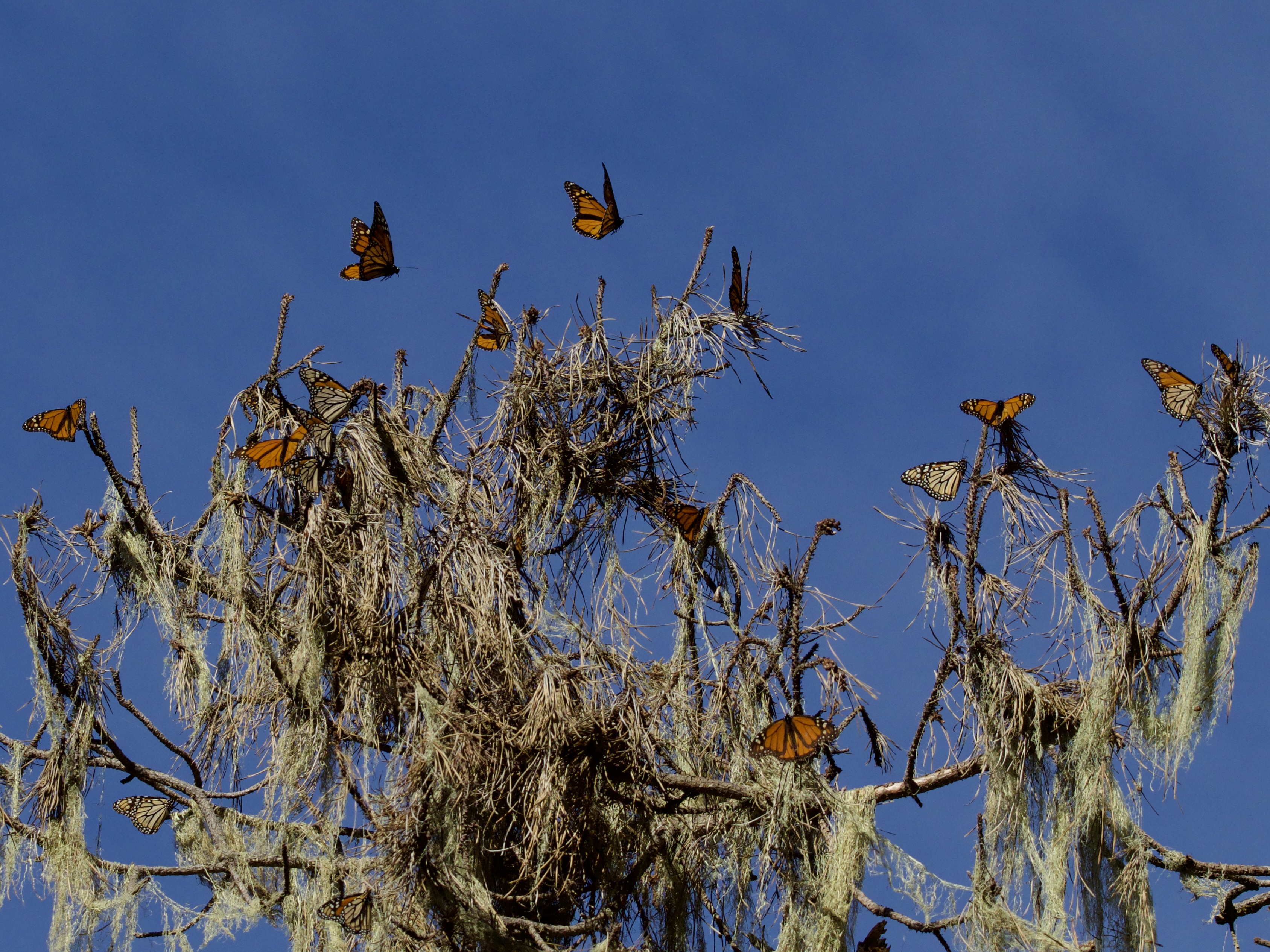 Western Monarch Butterflies on Mossy Tree in California Western Monarch Butterflies on Mossy Tree in California