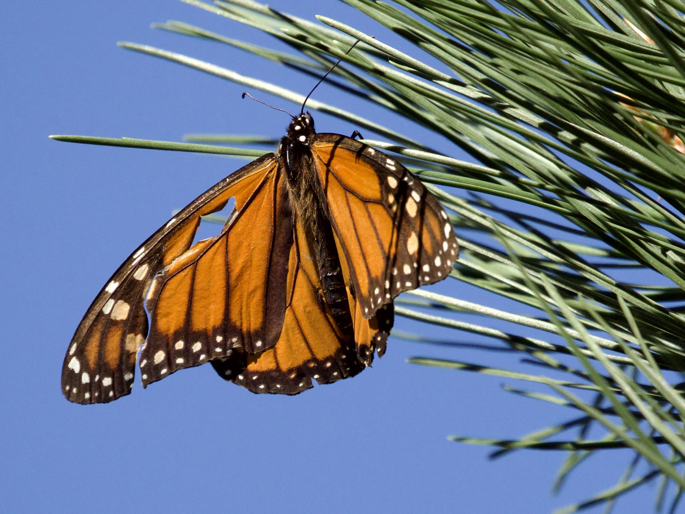 Monarch Butterfly with Damaged Wing