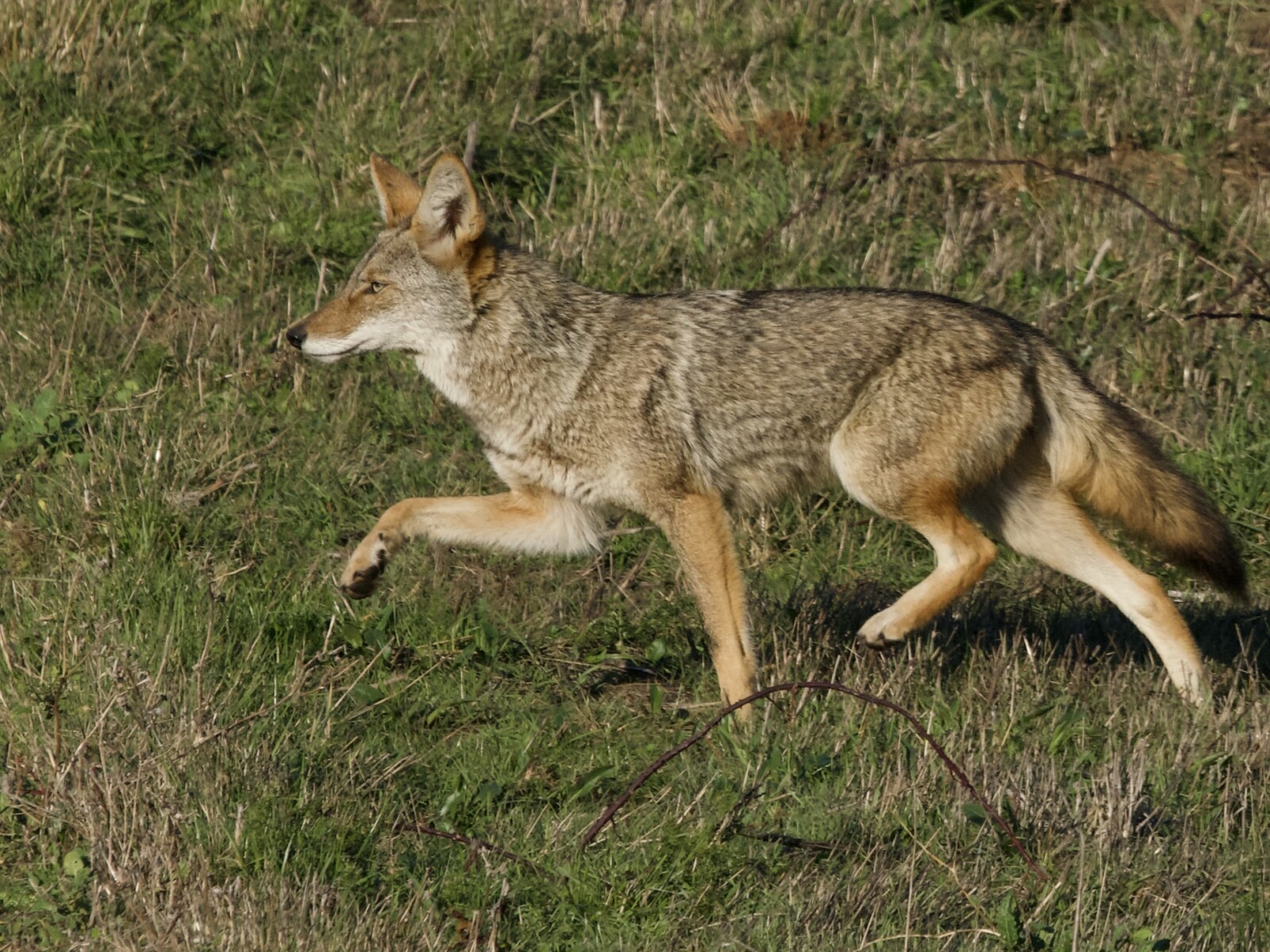 Bay Area Coyote Running in Meadow
