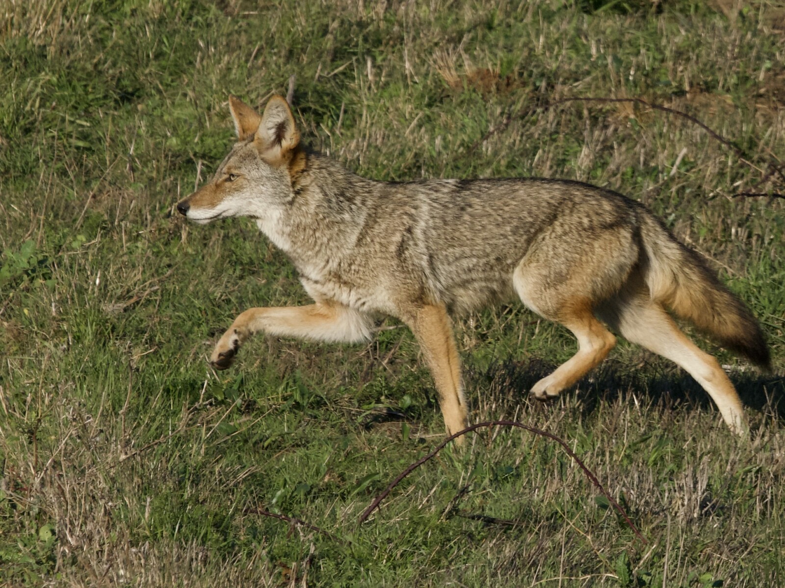 Bay Area Coyote Running in Meadow Bay Area Coyote Running in Meadow