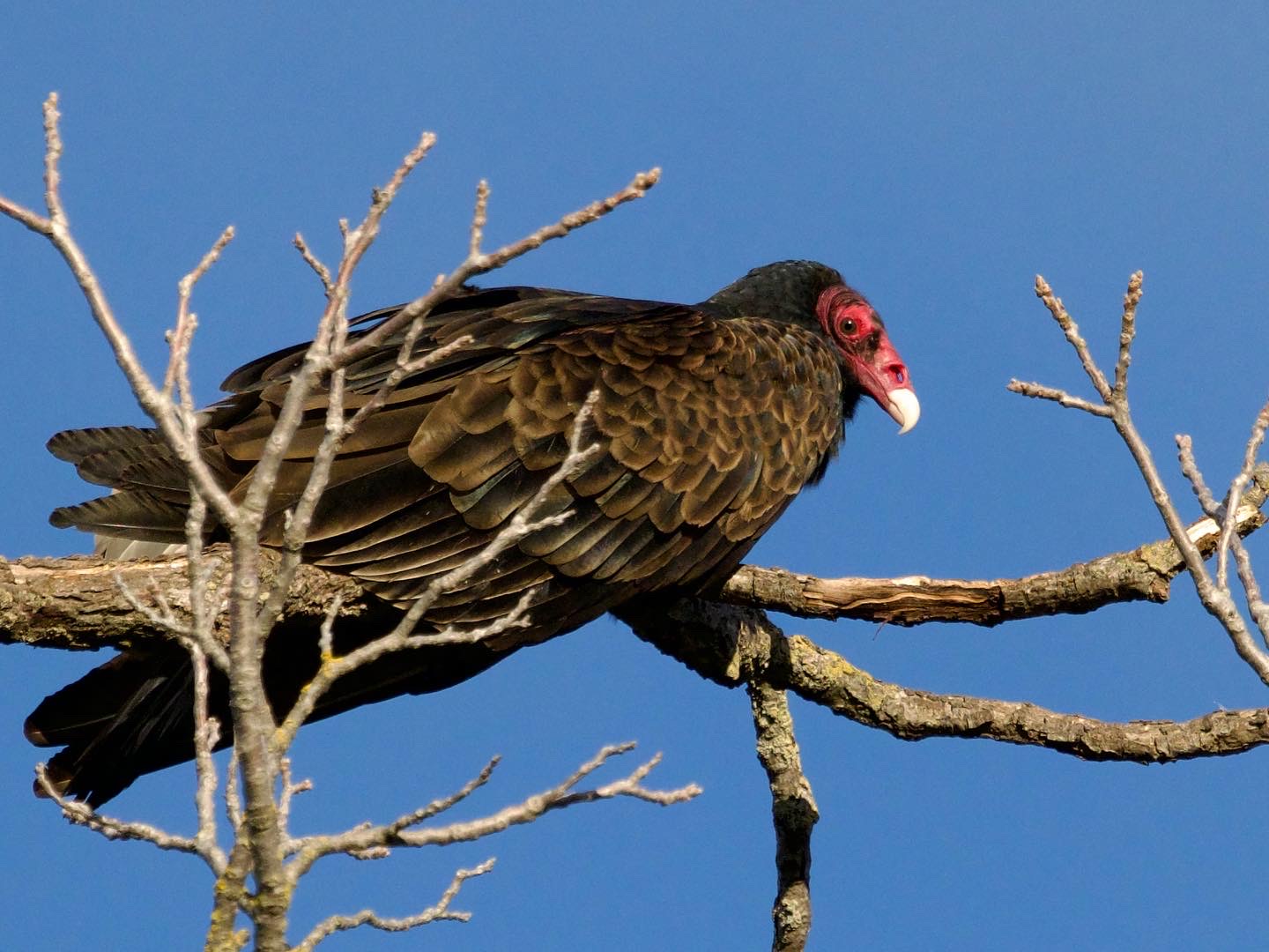 Turkey Vulture Roosting at Olompali State Park