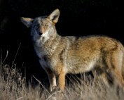 Bay Area Coyote in Golden Hour Light