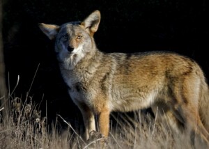 Bay Area Coyote in Golden Hour Light