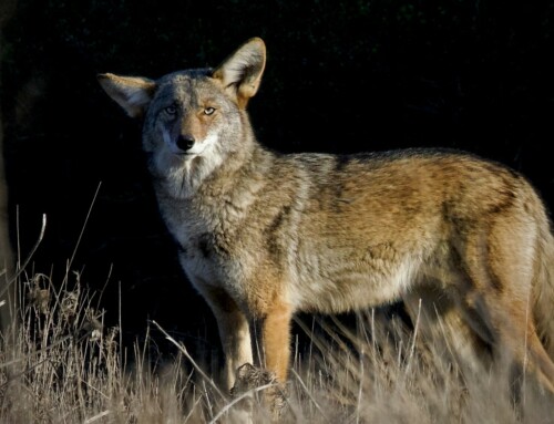 Coyote Crossing