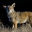 Bay Area Coyote in Golden Hour Light