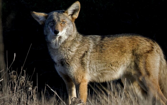 Bay Area Coyote in Golden Hour Light