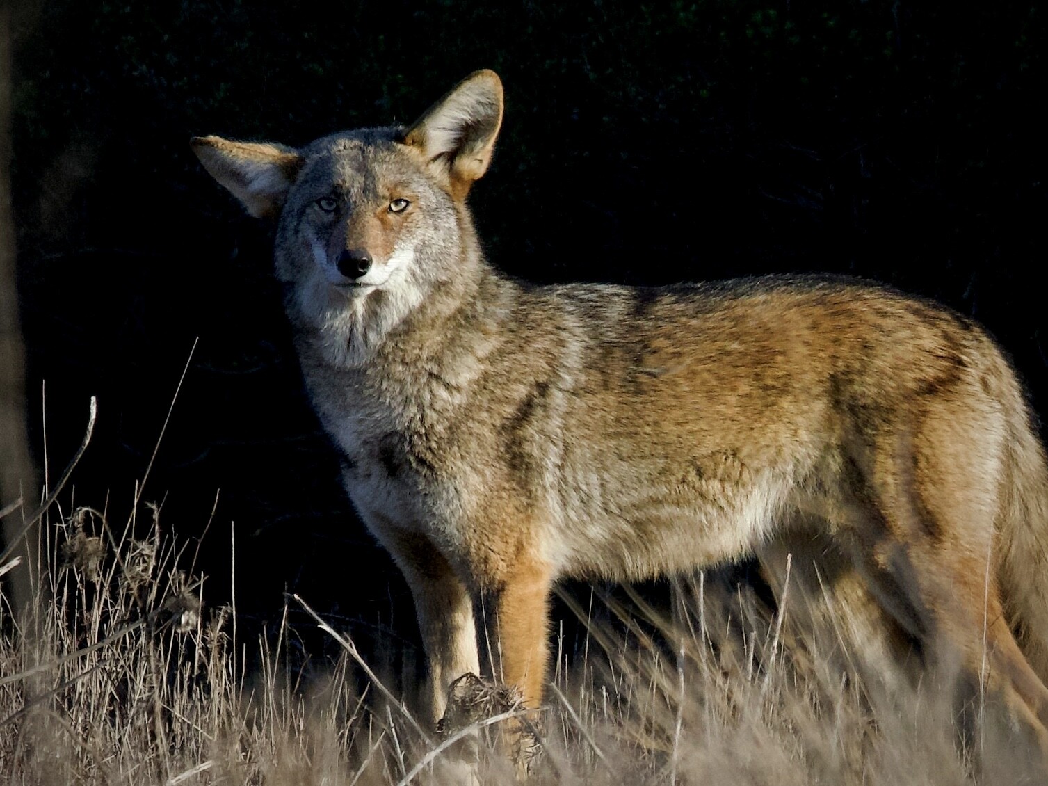 Bay Area Coyote in Golden Hour Light Bay Area Coyote in Golden Hour Light