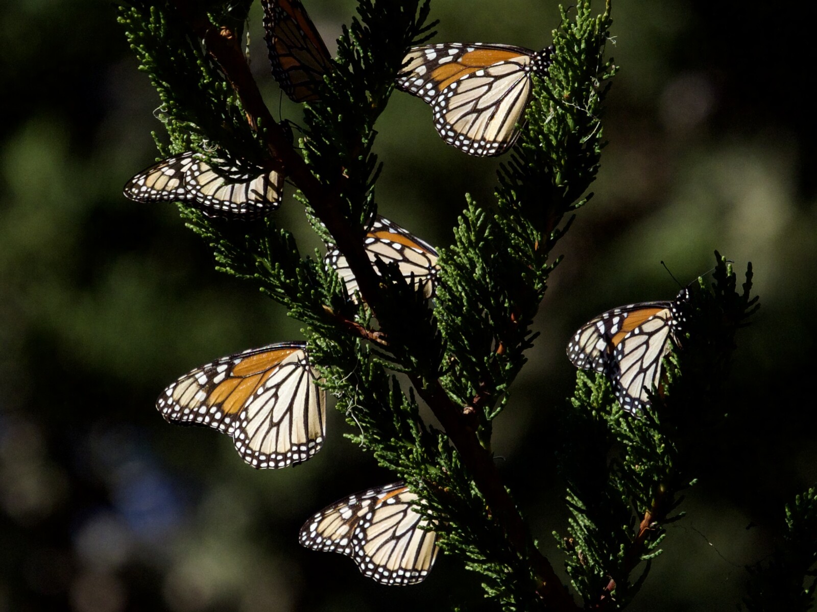Western Monarch Butterfly Migration