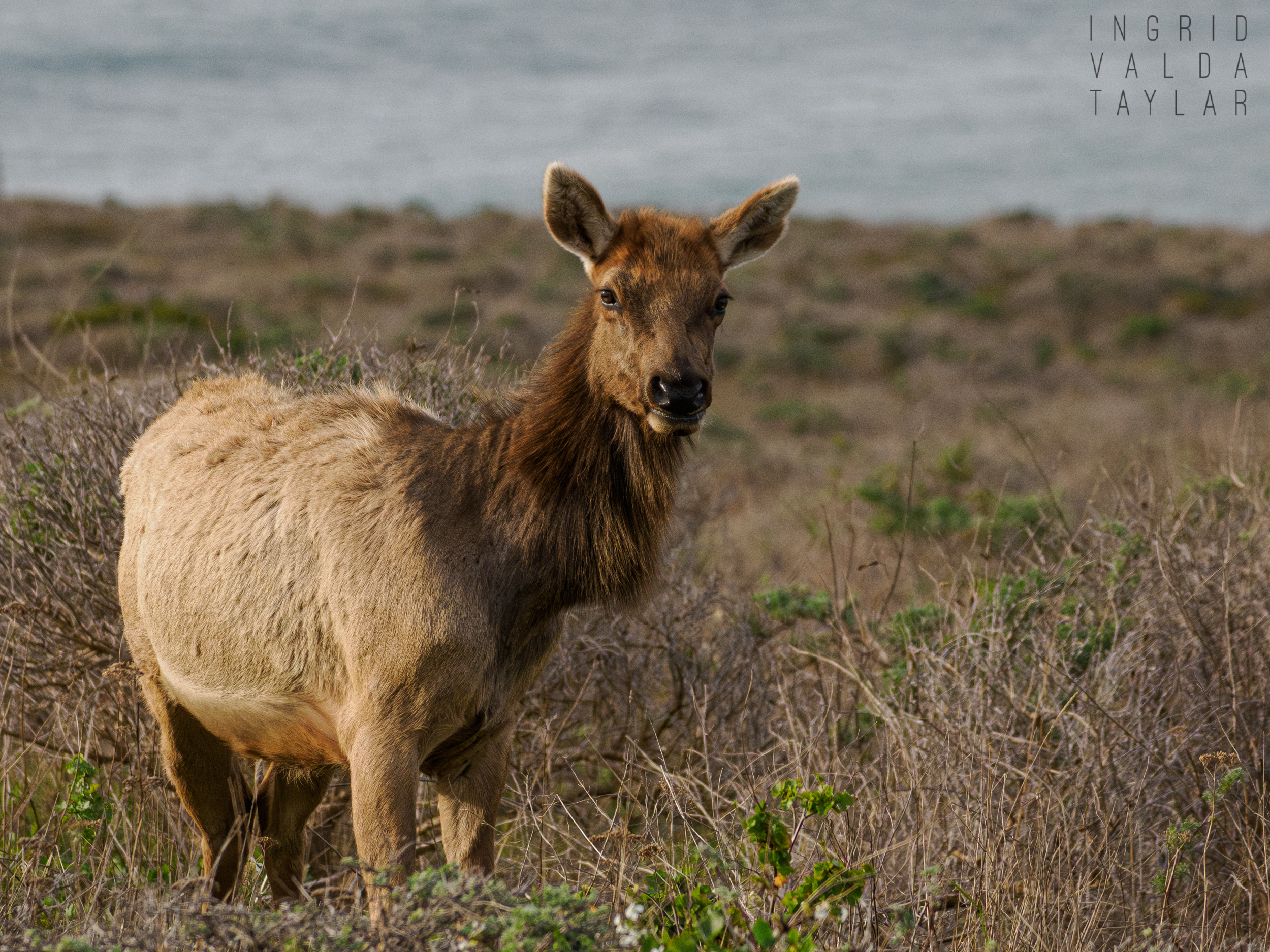 Tulle Elk at Point Reyes