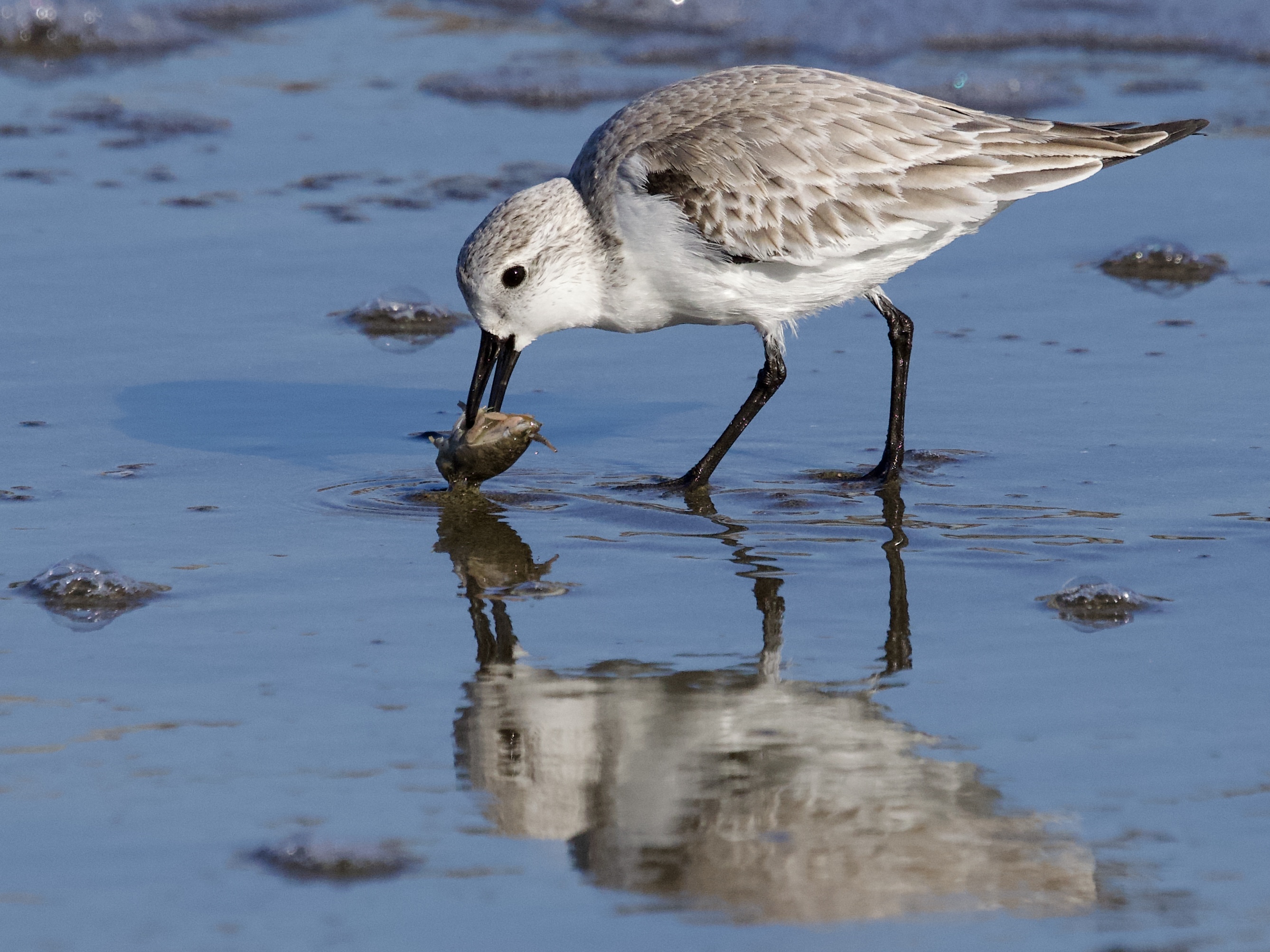 Sanderling with Mole Crab Reflected in Swash