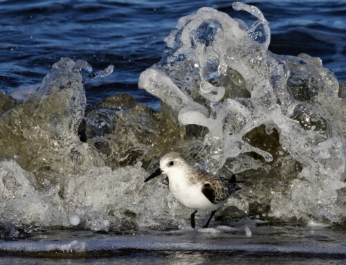 Sanderlings in Chihuly-Style Waves