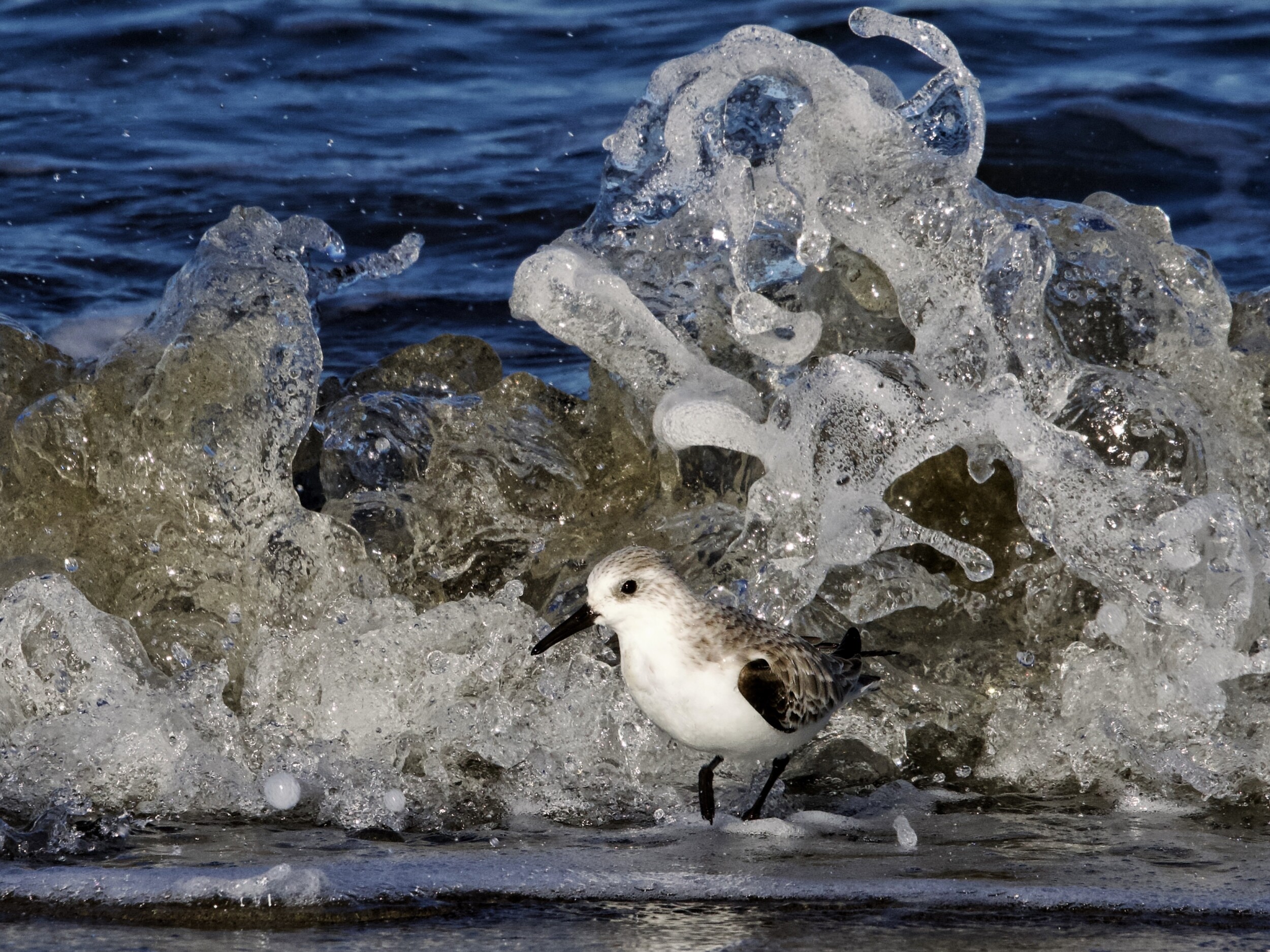 Sanderling in Wave Splash