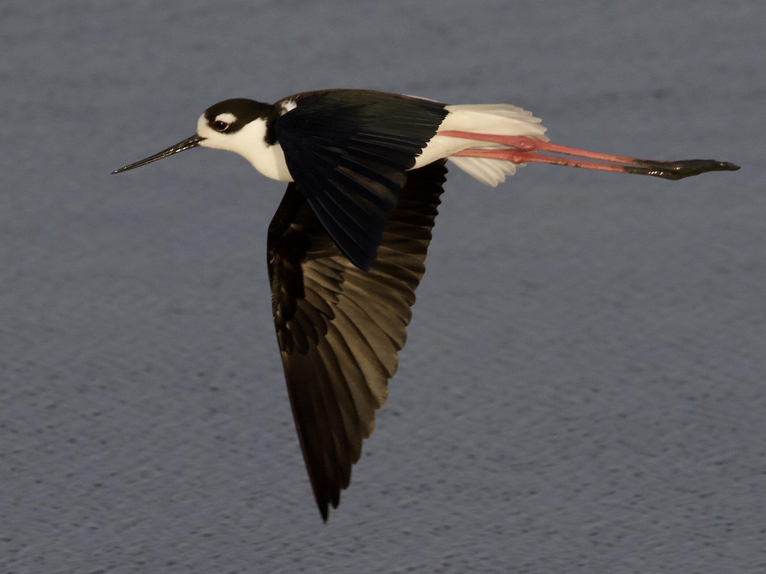 Black-necked Stilt in Flight at Corte Madera Marsh