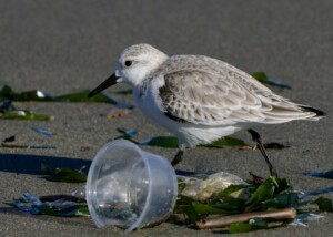 Sanderling with Plastic Beach Trash