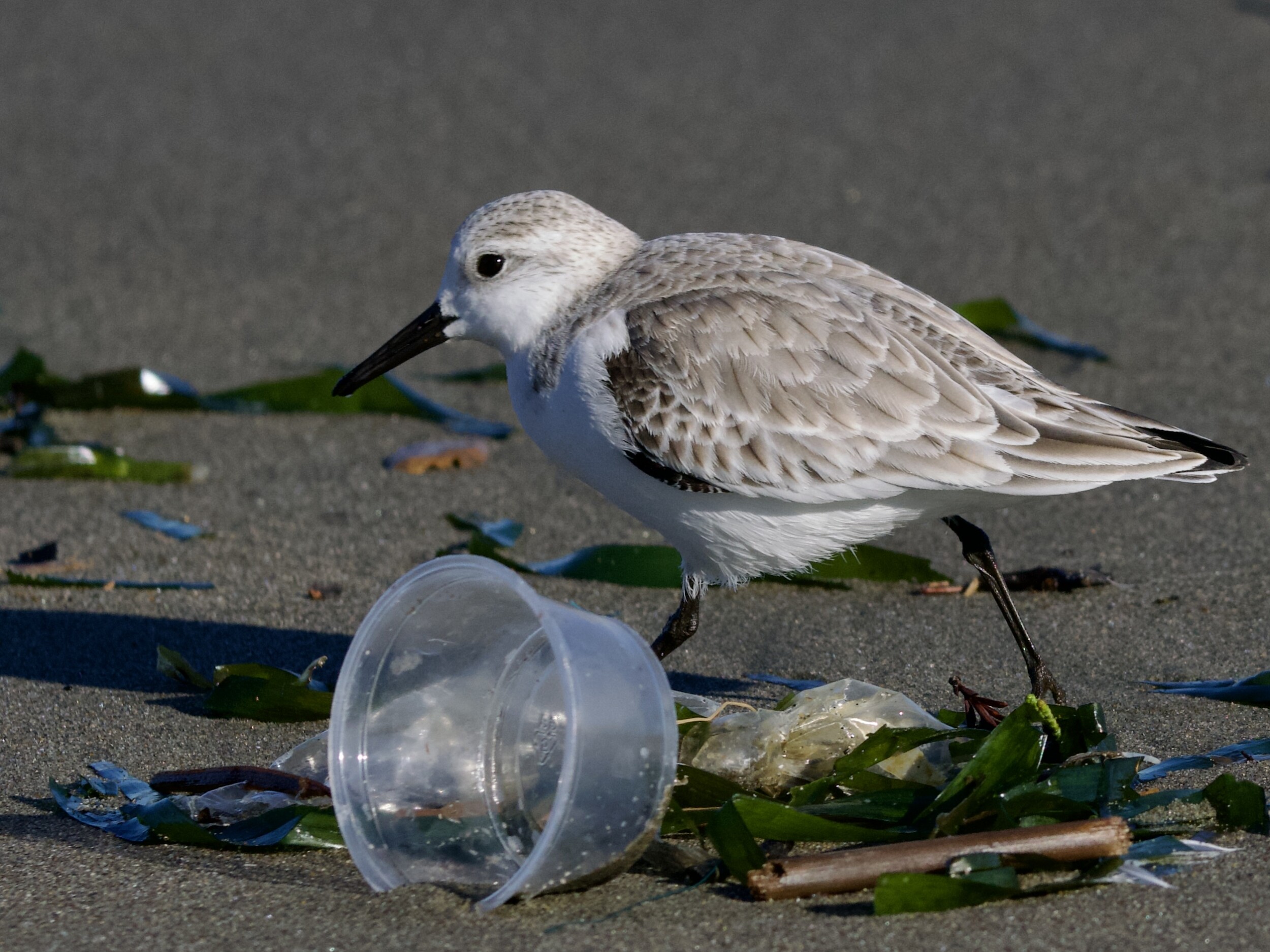 Sanderling with Plastic Beach Trash