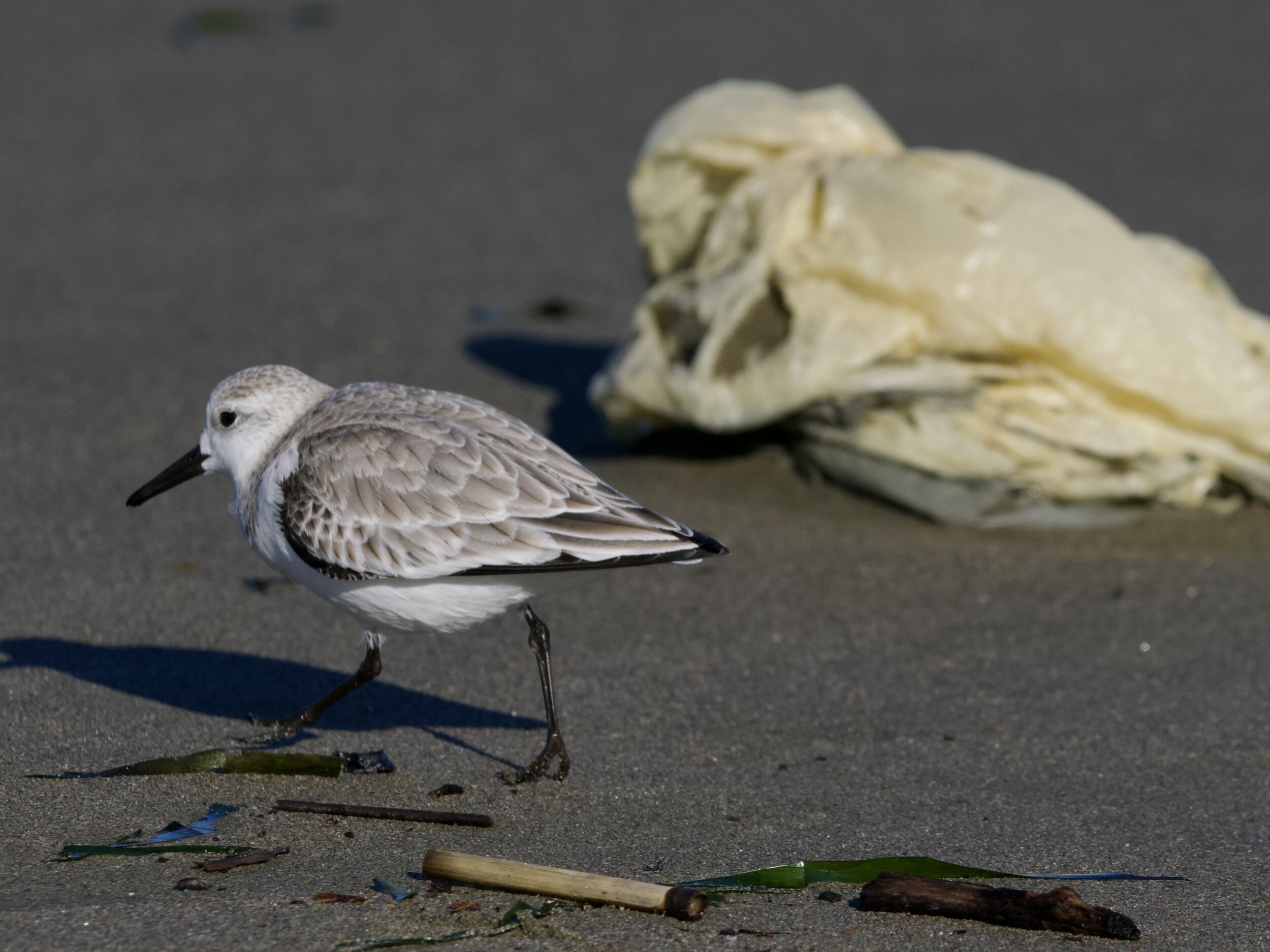 Sanderling with Ocean Trash