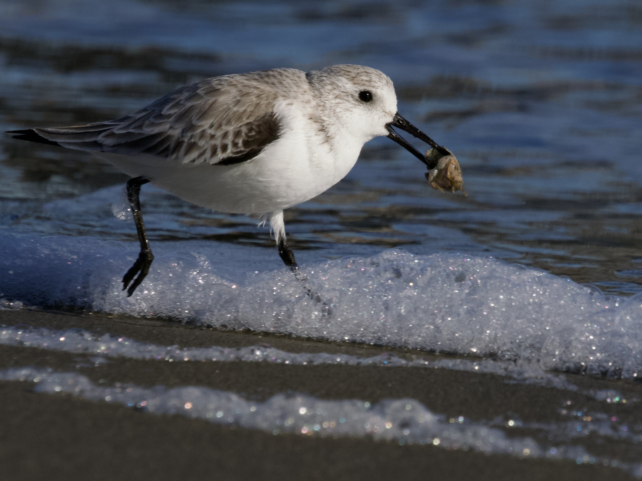 Sanderling Running with Mole Crab at Crissy Field