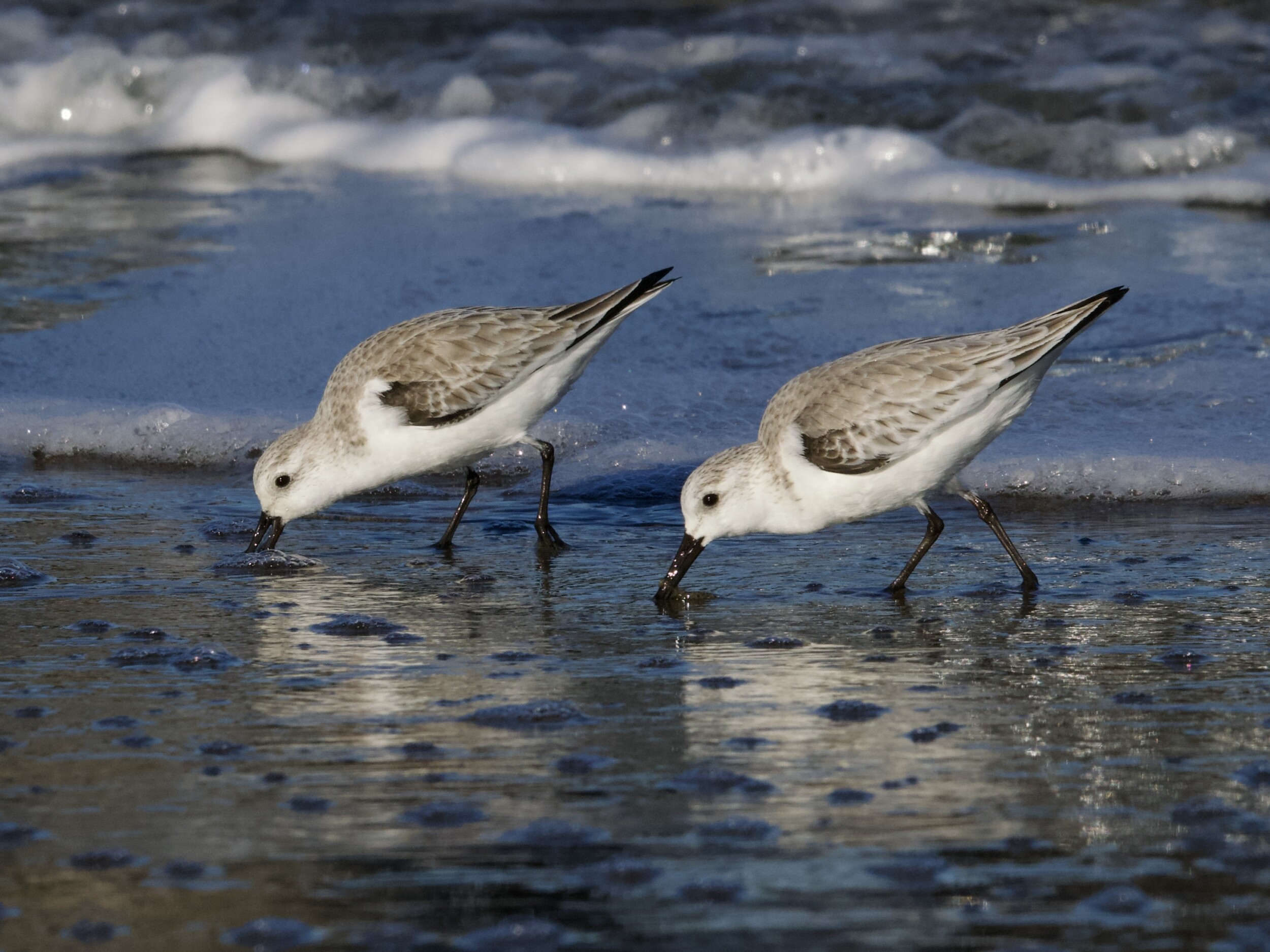 Sanderlings Foraging at Crissy Field Presidio San Francisco Sanderlings Foraging at Crissy Field Presidio San Francisco