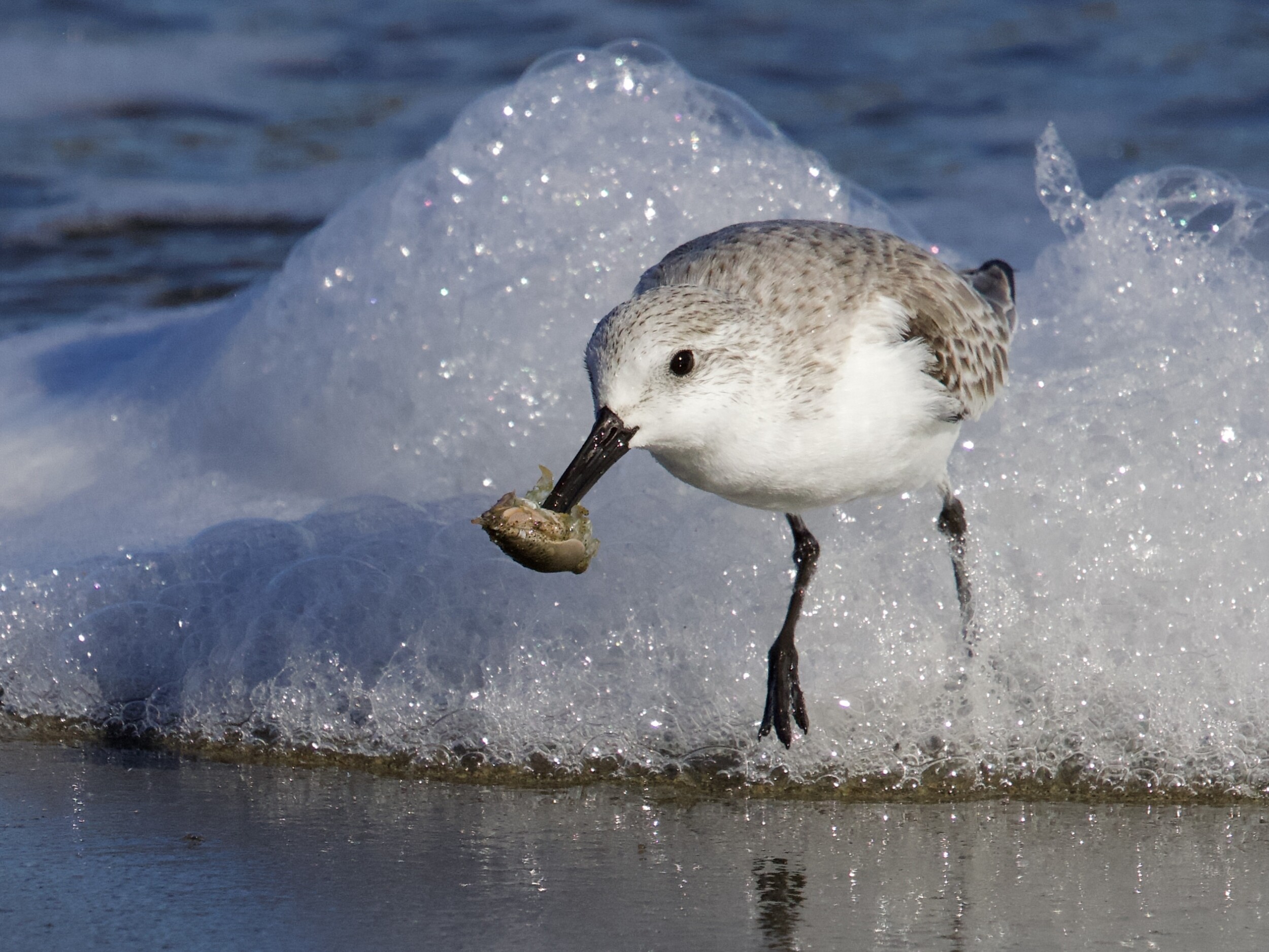 Sanderling Catching Mole Crab at Crissy Field