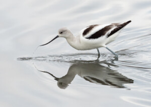 American Avocet Foraging at MLK Shoreline in Oakland